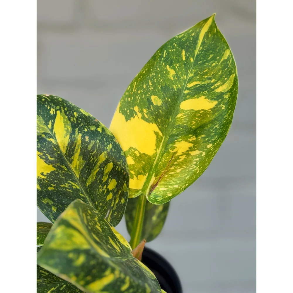 Philodendron Green Congo 'Nuclear' (aka 'Copper Flame') — Stayin