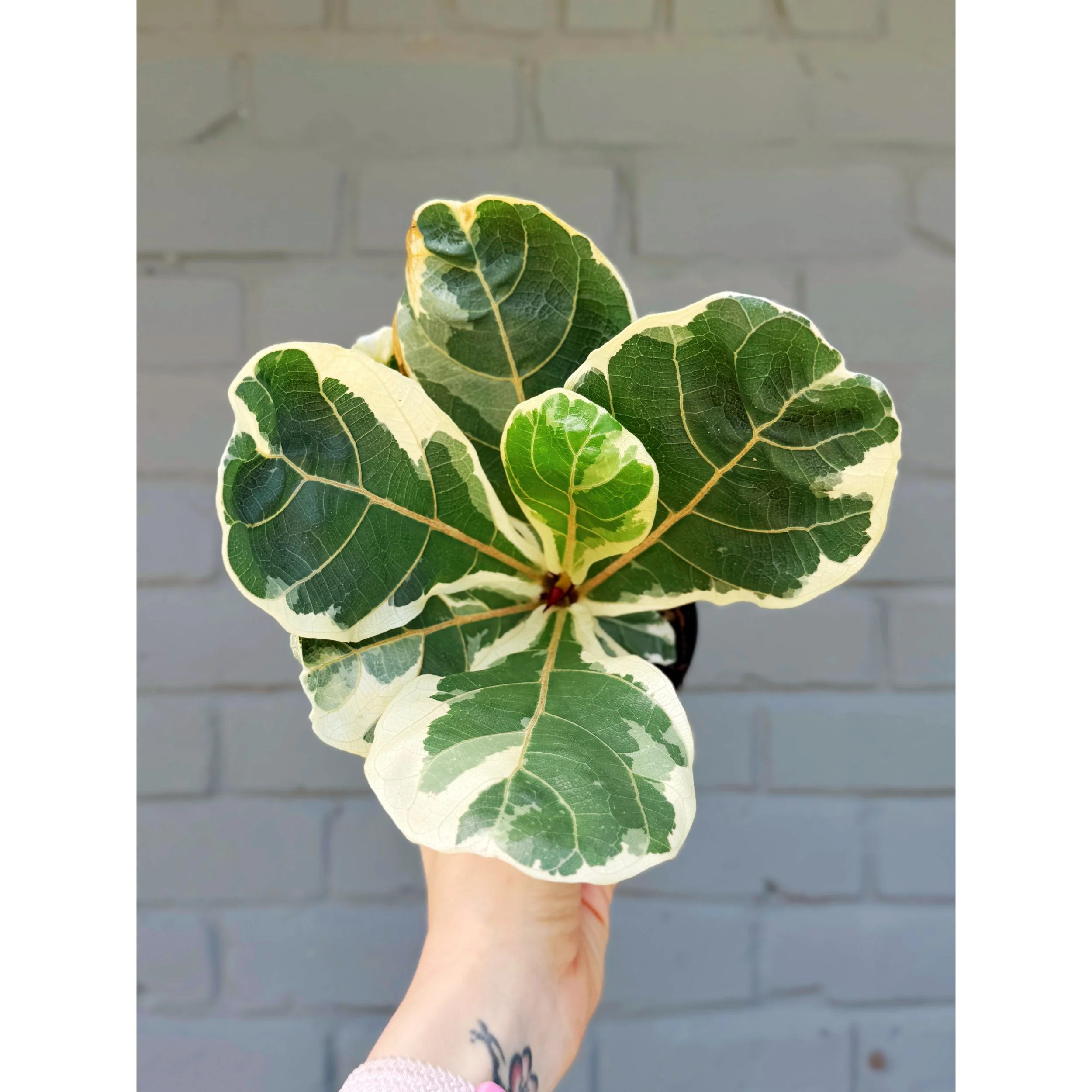 Ficus 'Lyrata' Variegated