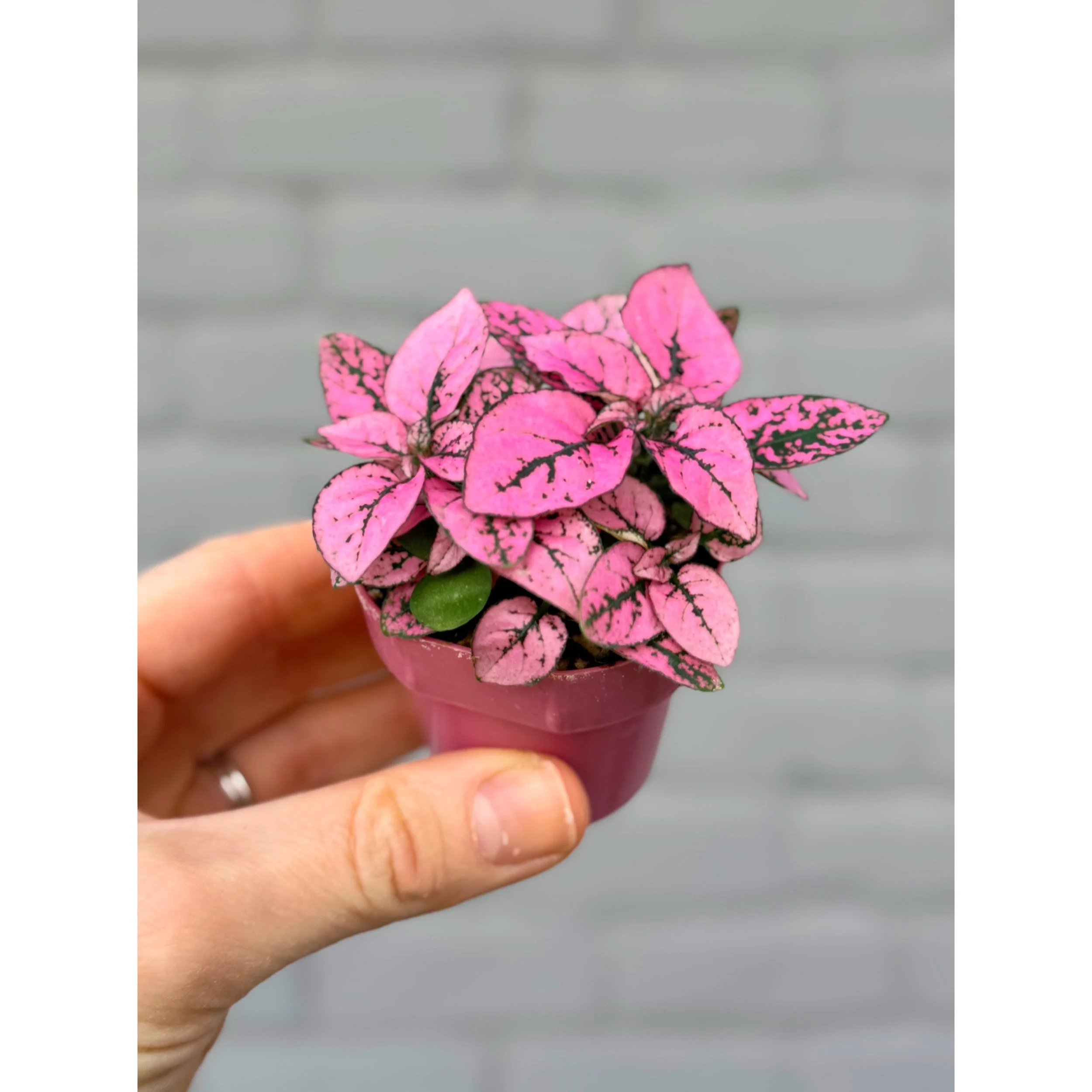 Hypoestes Phyllostachya Splash 'Polka Dot Plant' Hot Pink