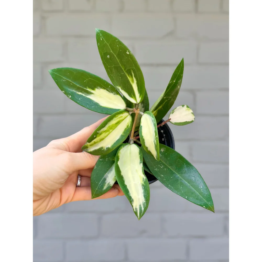 Hoya Acuta Inner Variegated 4"  Stayin' Alive Succulents