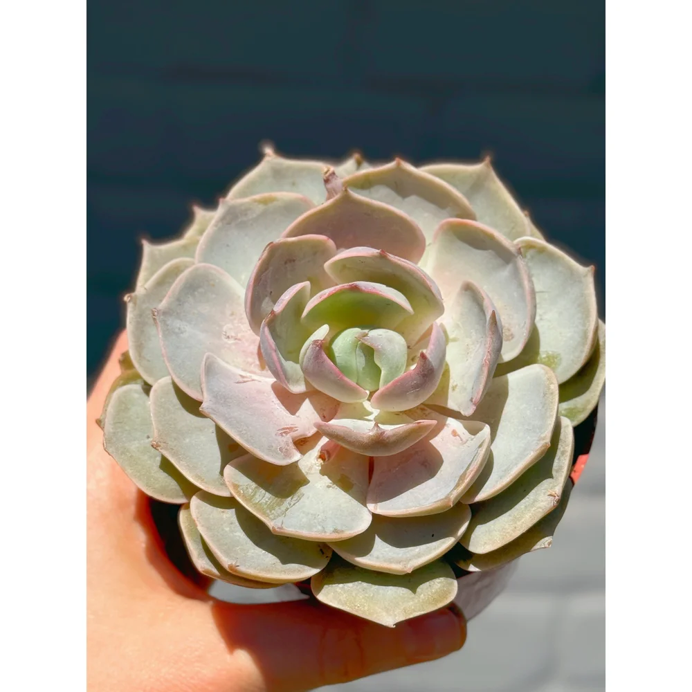 Echeveria 'Lotus' 4"  Stayin' Alive Succulents