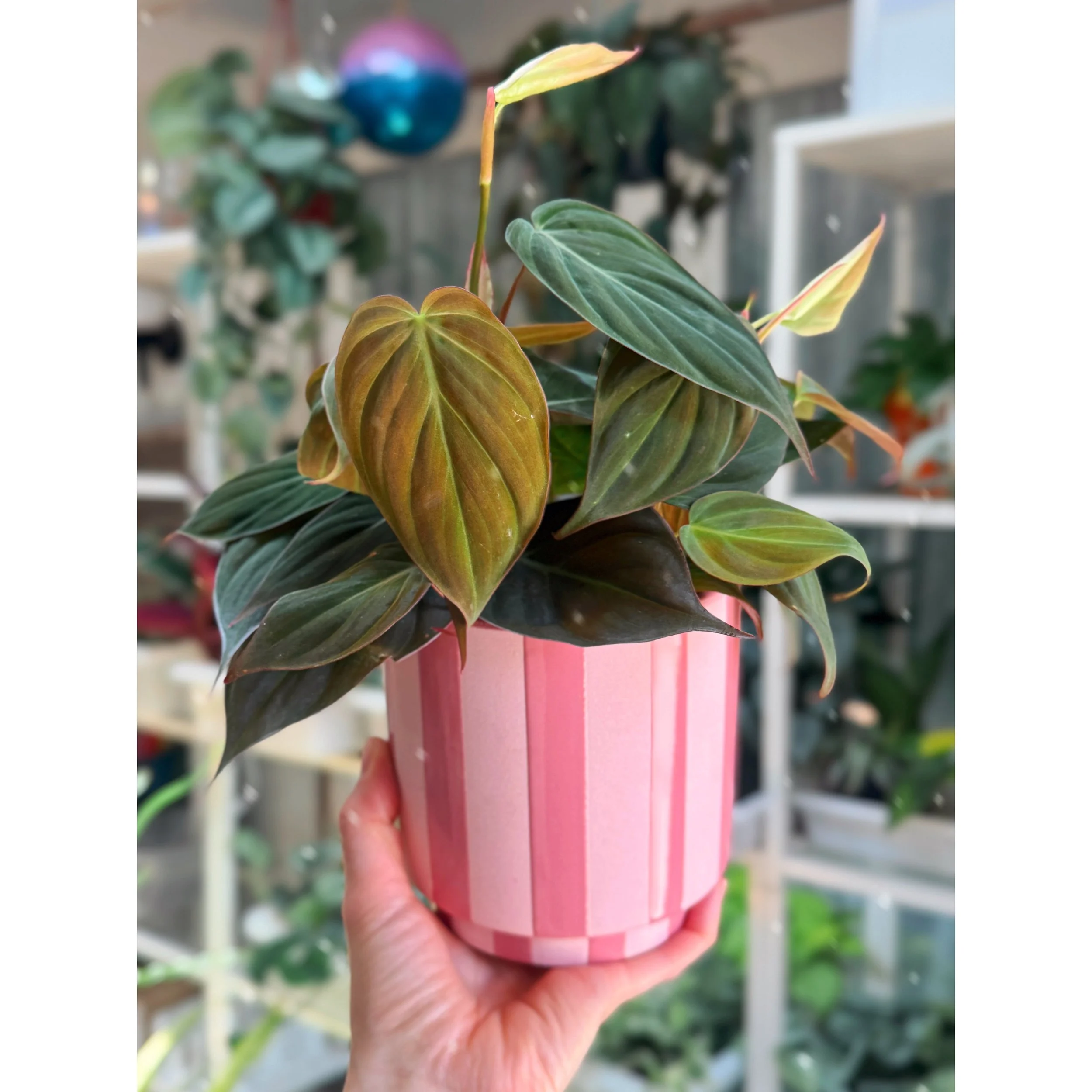 Philodendron Hederaceum 'Micans' in Pink Candy Stripe Pot