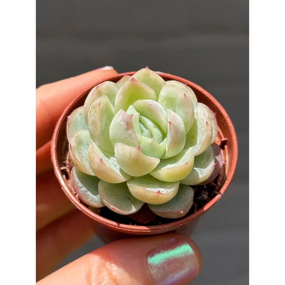 Echeveria 'Elegans' 2"  Stayin' Alive Succulents