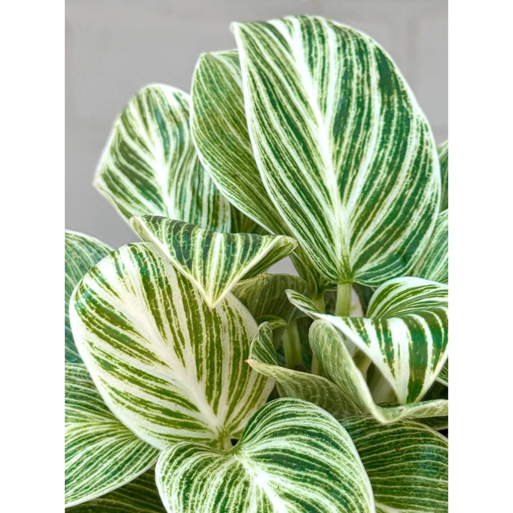 Philodendron Birkin 'Evian' 4"  Stayin' Alive Succulents