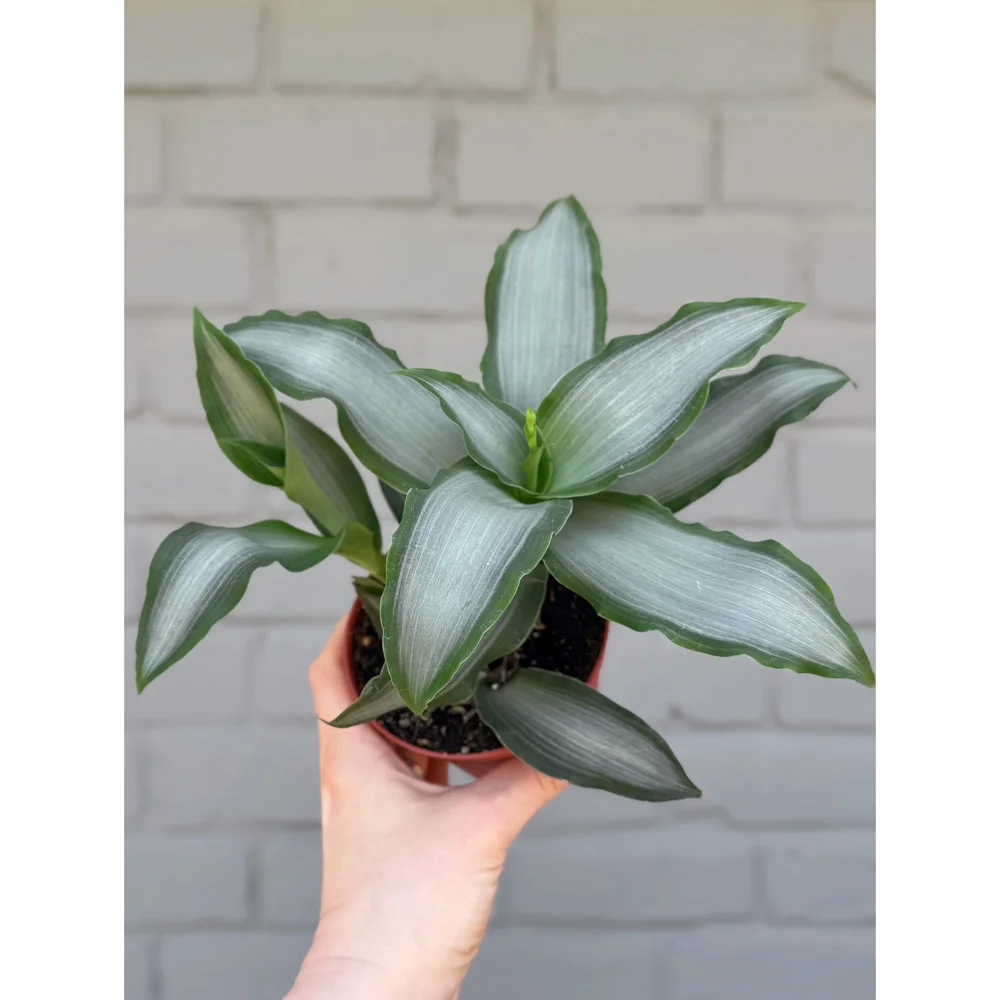 Murdannia Loriformis 'Bright Star' 4