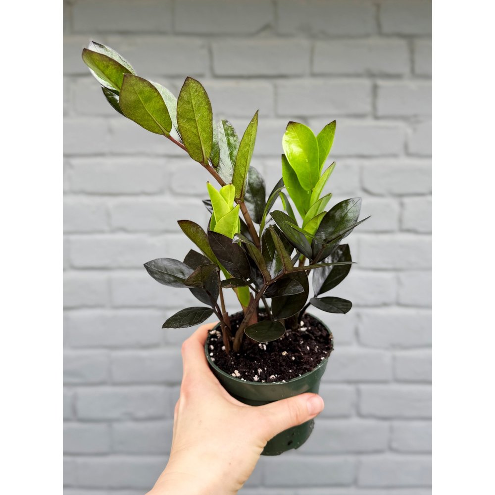 Raven ZZ Plant 'Oscura Black' 4