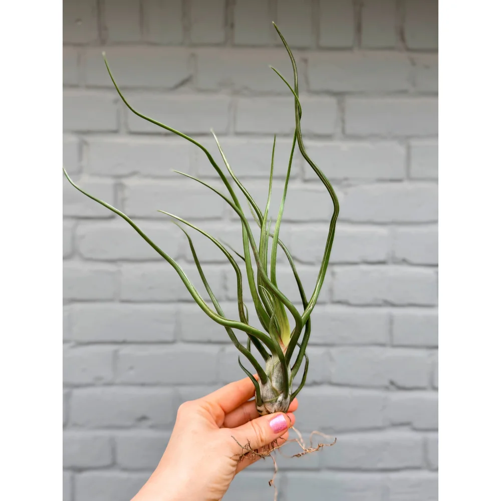Large Tillandsia Bulbosa Belize Air Plant  Stayin' Alive Succulents