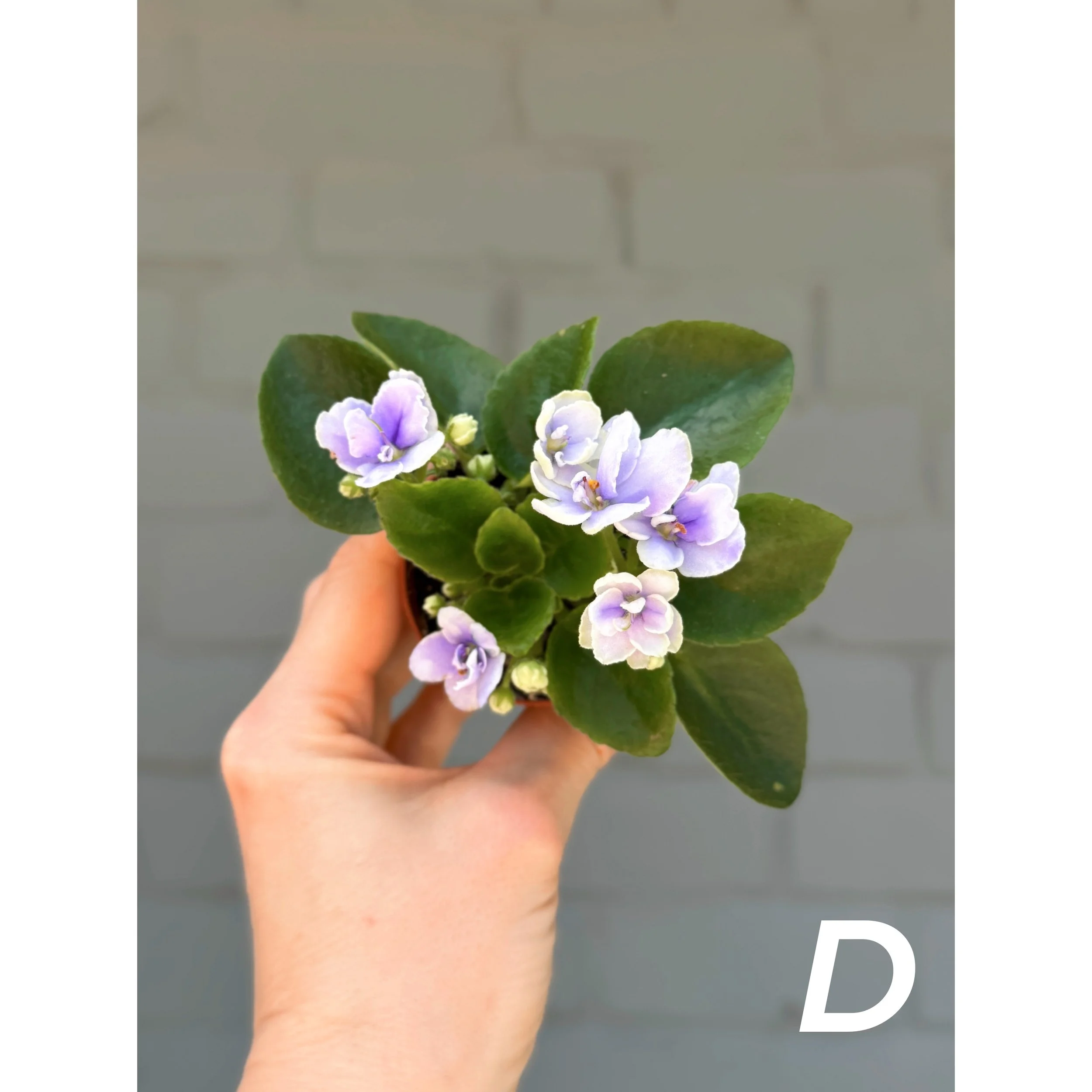 African Violets White and Light Blue