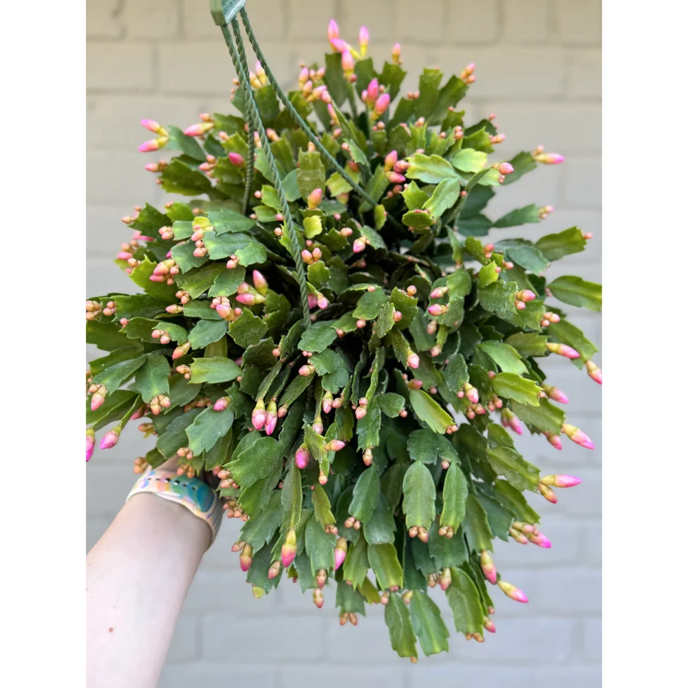 牛乳植物 TITANOTY KPS ver Nepenthes spectabilis (Giant) x undulatifolia – Carnivero