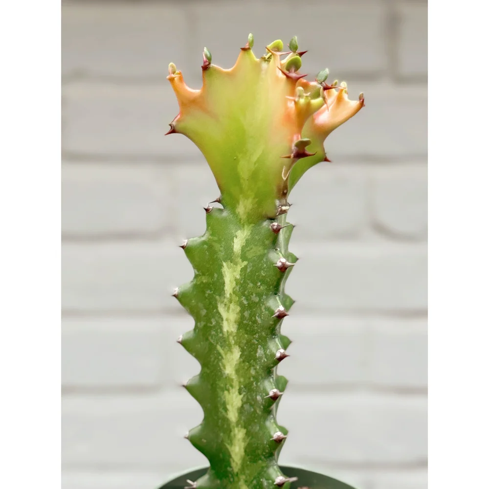 Euphorbia Lactea 'Dragon Bones'  Stayin' Alive Succulents