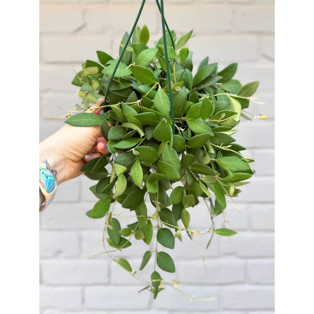 Hoya 専用 Hoya Sp. Aff. Burtoniae 6