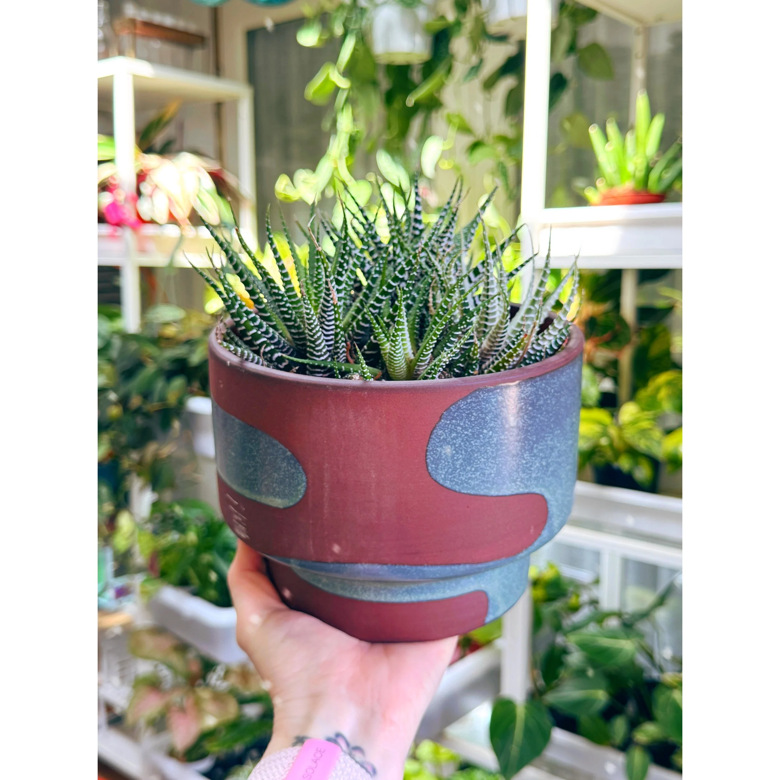 Haworthia Fasciata Mixed Variegated Pot in Teal Shanti Compote