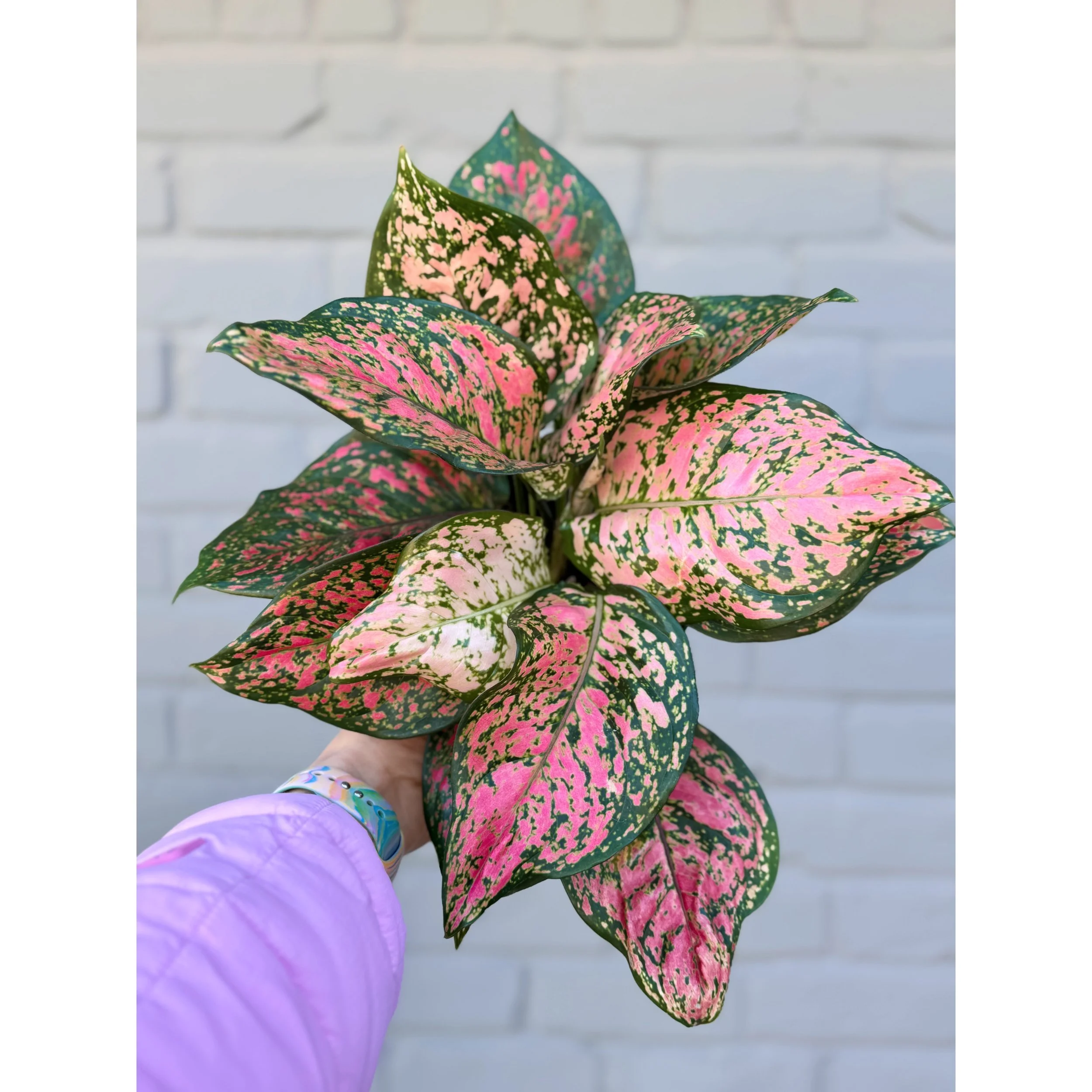 Aglaonema Hybrid 'Ruby Ray'