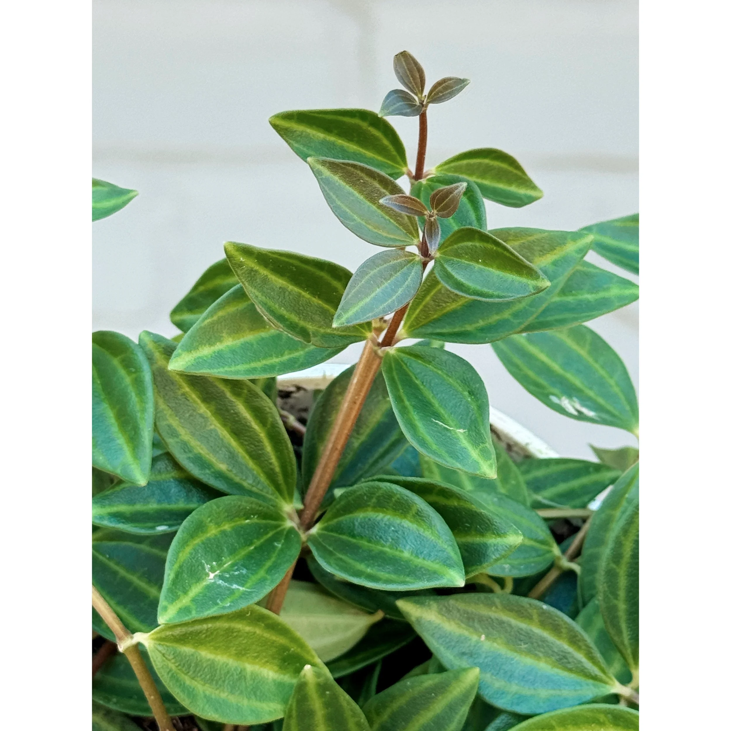 Peperomia Angulata 'Beetle'