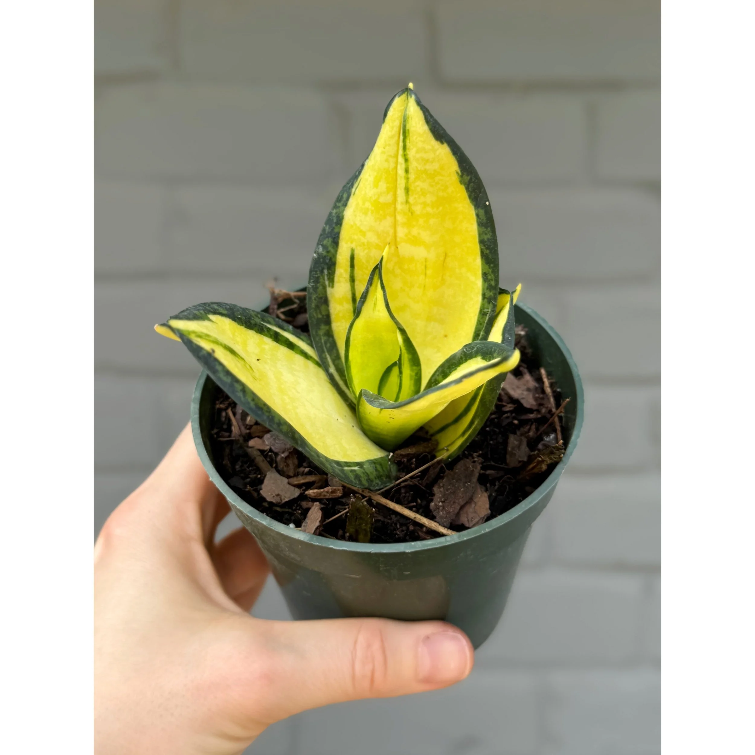 Sansevieria 'Citrine Star'
