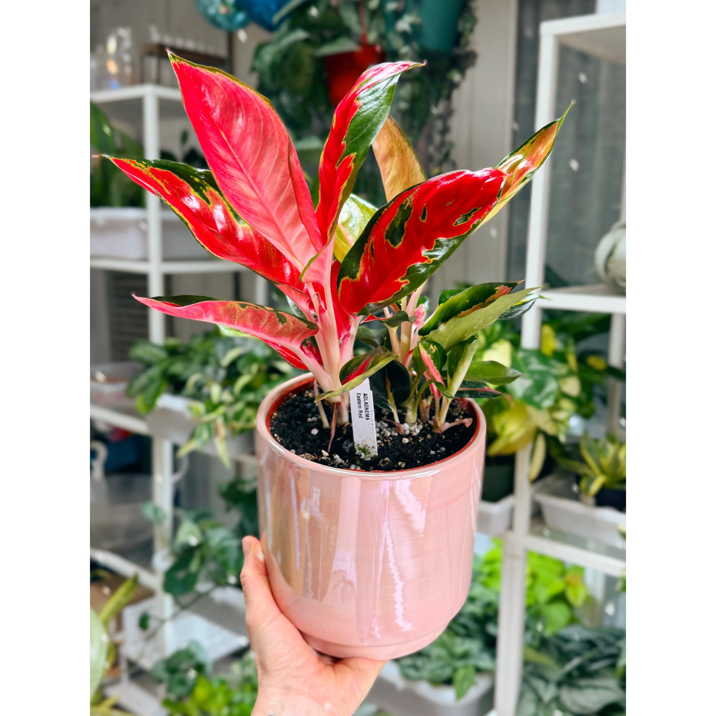 Aglaonema Hybrid 'Eastern Red' in Pink Passion Pot