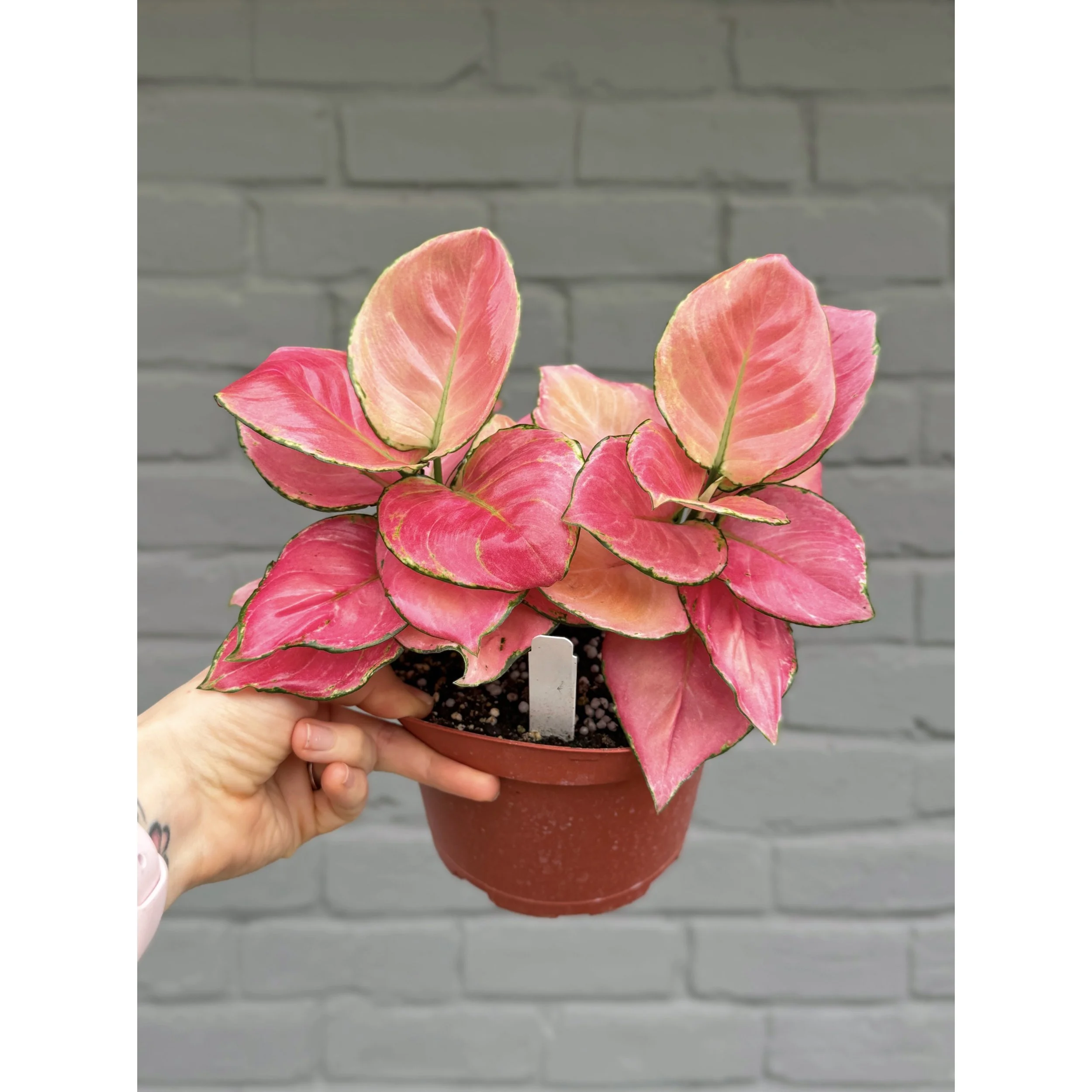Aglaonema Hybrid 'Pink Star'