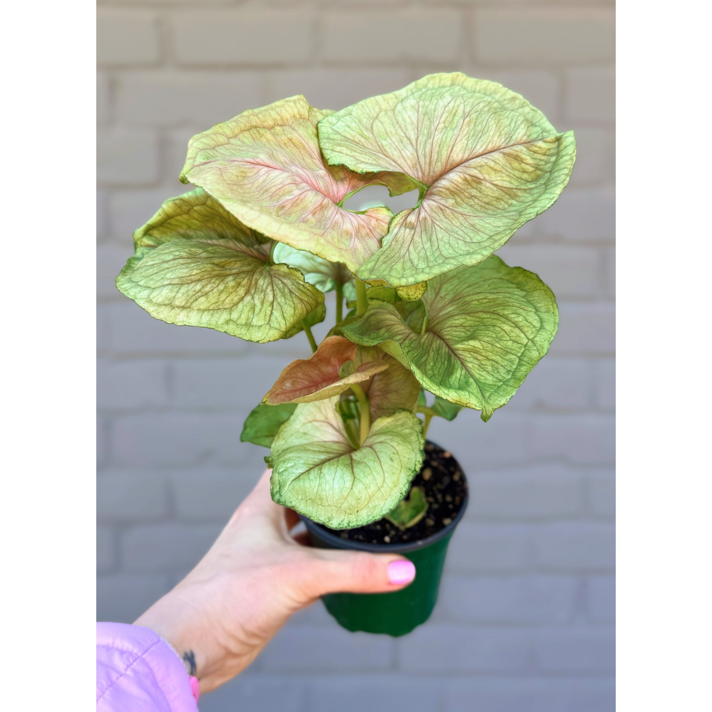 Syngonium 'Siam Kiwi'