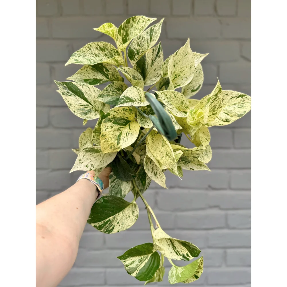 Pothos Snow Queen 8" HB  Stayin' Alive Succulents
