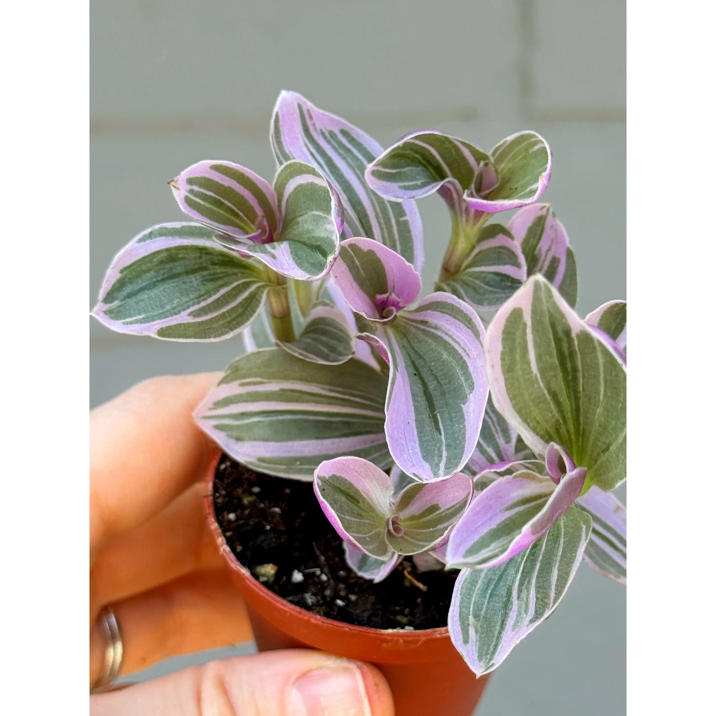 Tradescantia Nanouk 'Bubblegum Lilac'