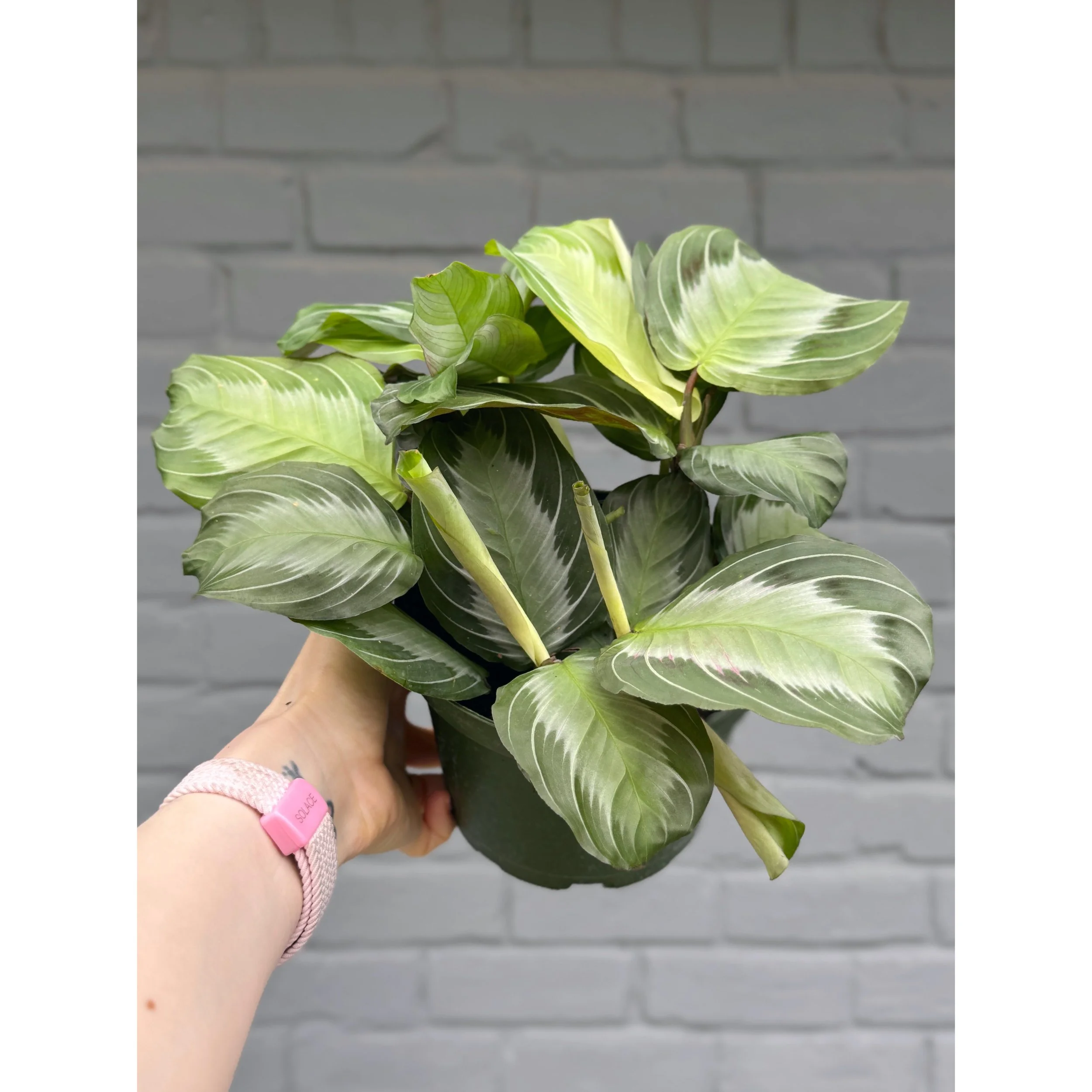 Maranta Leuconeura 'Silver Band'