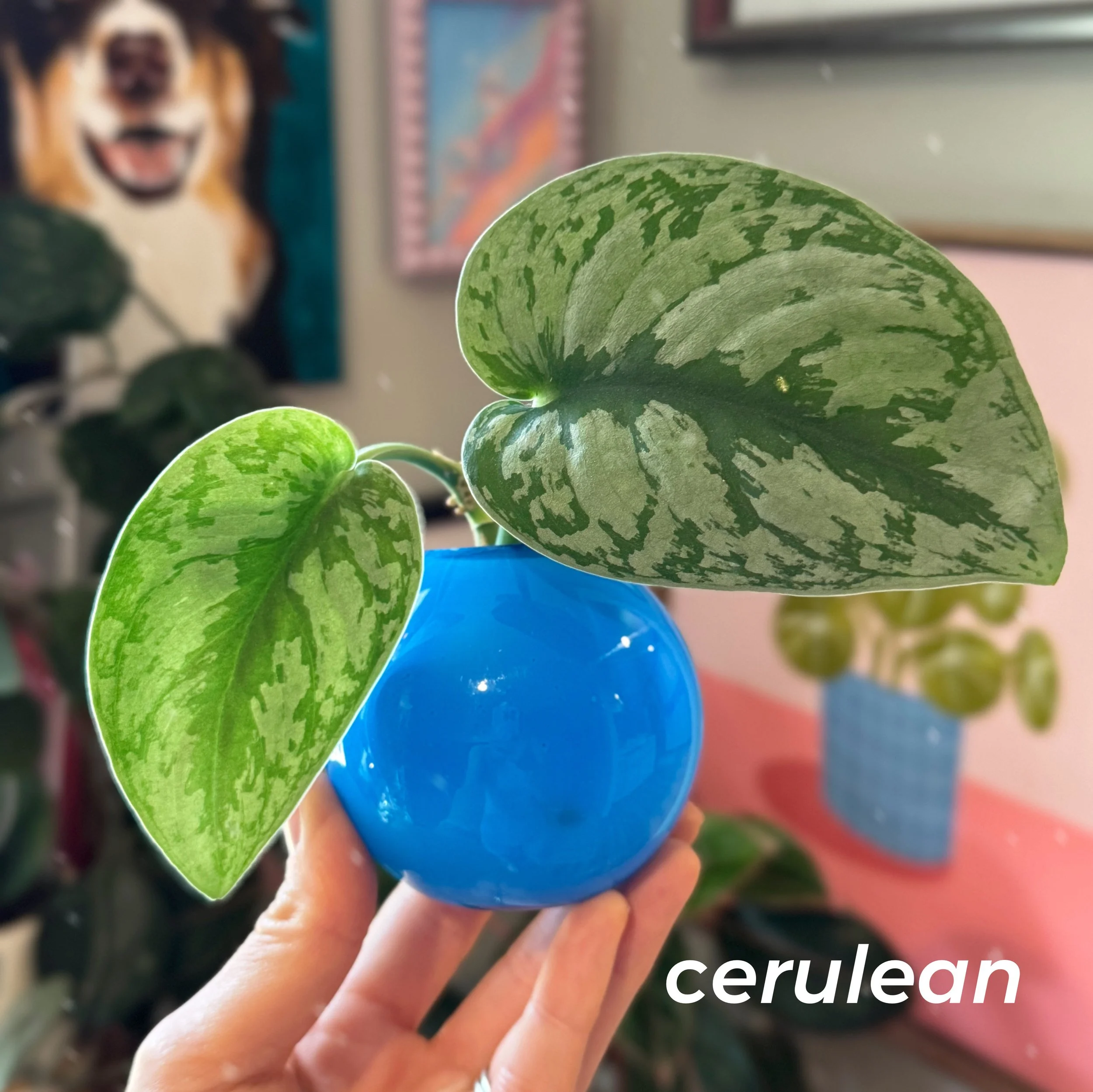 Propagation Ball Vases - Cerulean