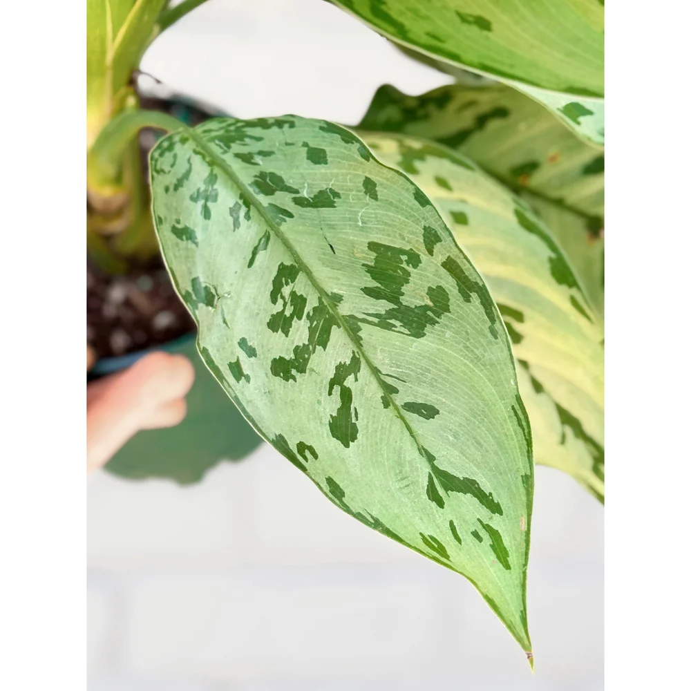 【Weed】Aglaonema pictum Wekiva Foliage 4 in. Pink Tricolor Aglaonema - Live Plant in a Pot
