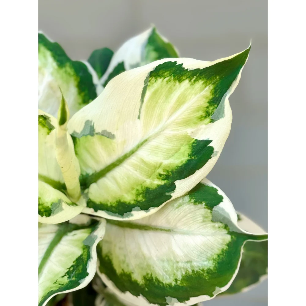 Dieffenbachia Maculata Cool Beauty 6"  Stayin' Alive Succulents