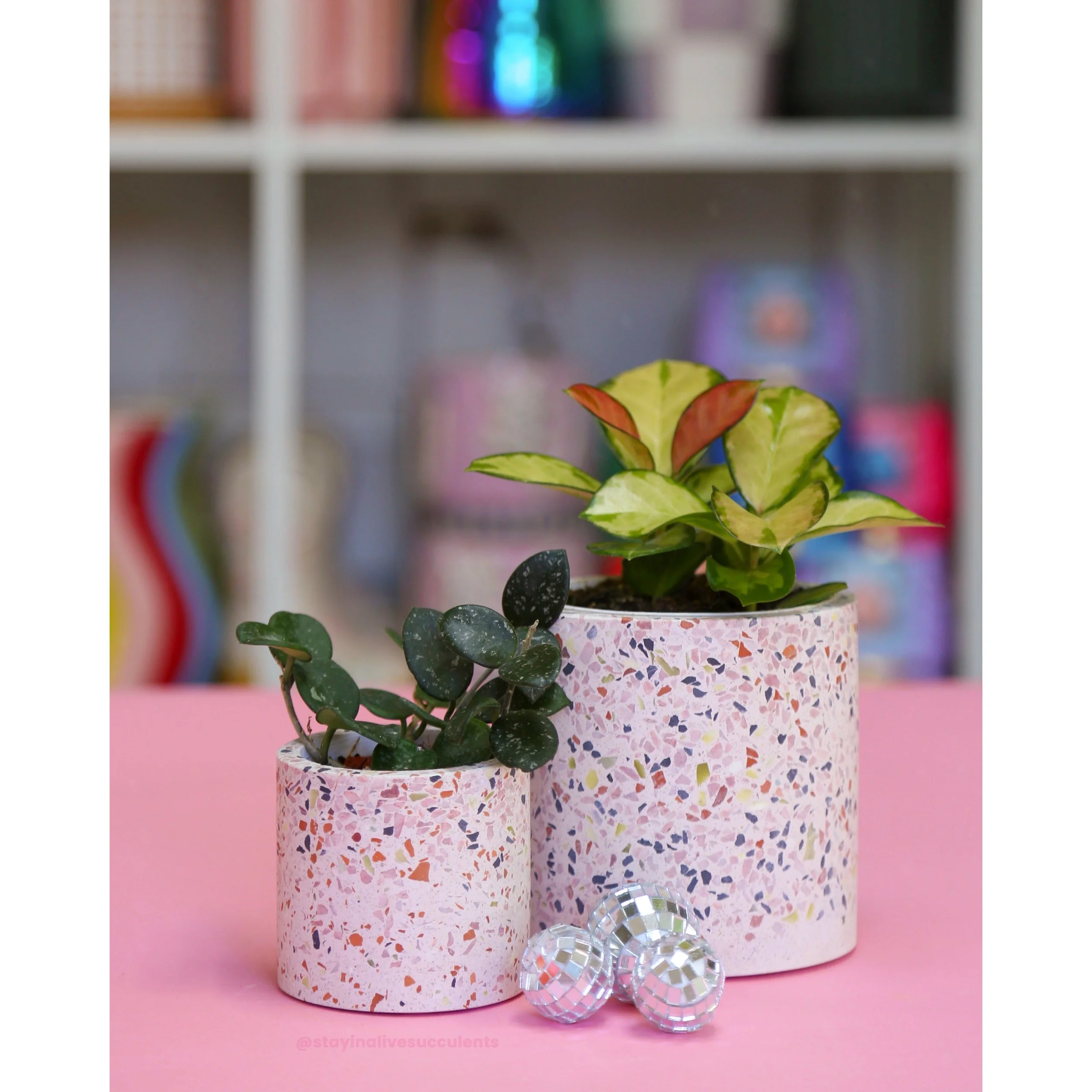 Terrazzo Planters 3" and 4" with Hoya Mathilde and Hoya Australis Lisa