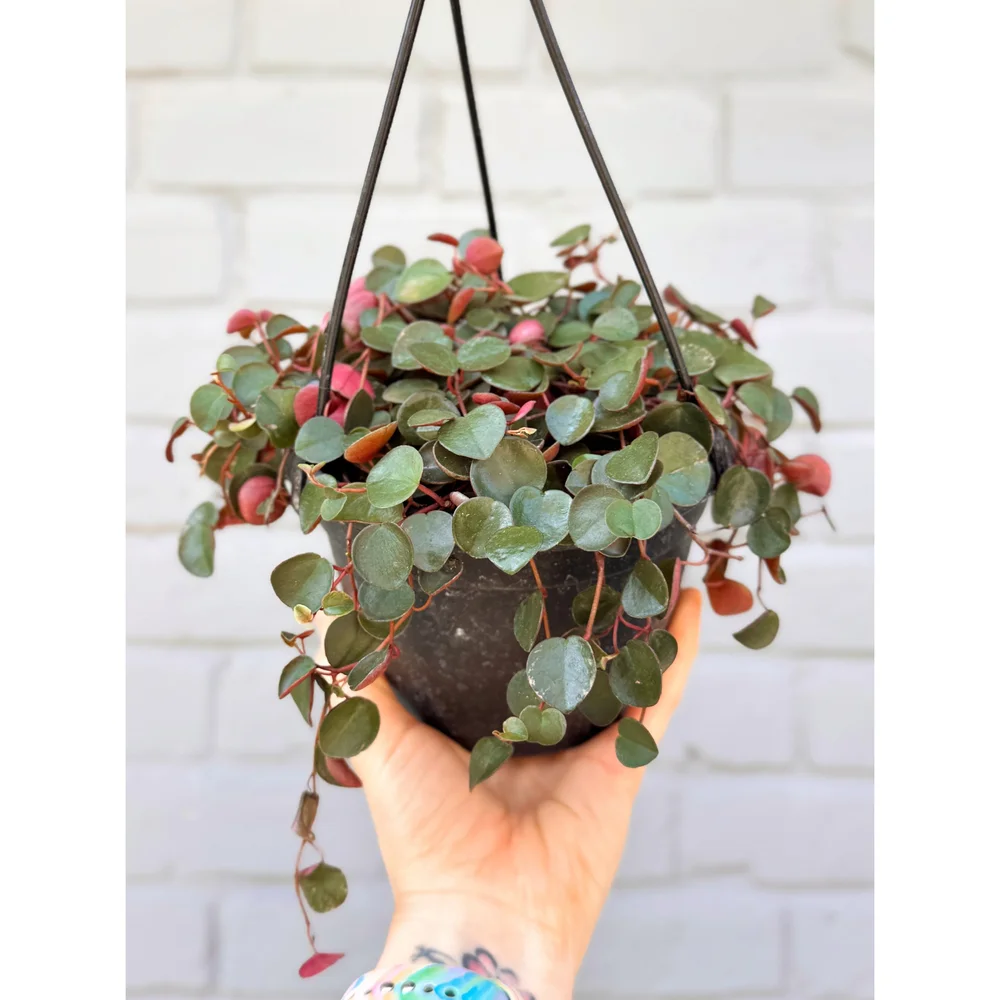 nursery planter pot 5