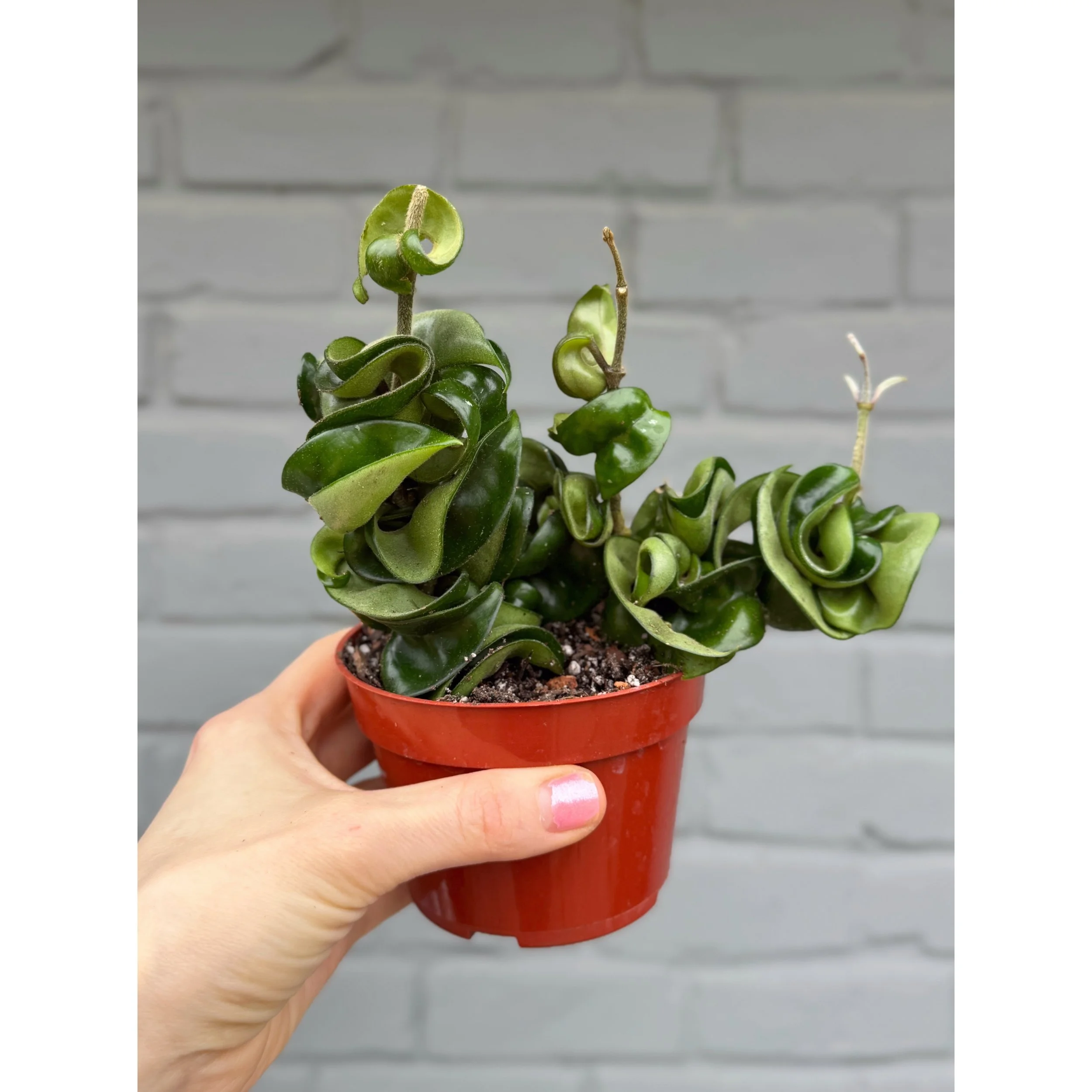 Hoya Carnosa Compacta 'Hindu Rope' 4"