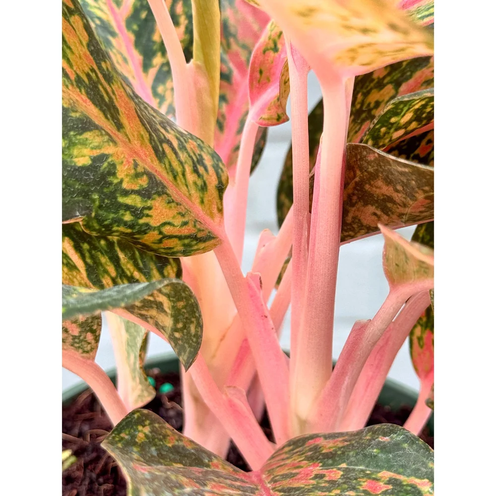 あられAglaonema“ANDAMAN” 芋 あられAglaonema“ANDAMAN” 芋 あられ様専用Aglaonema“ANDAMAN” 芋