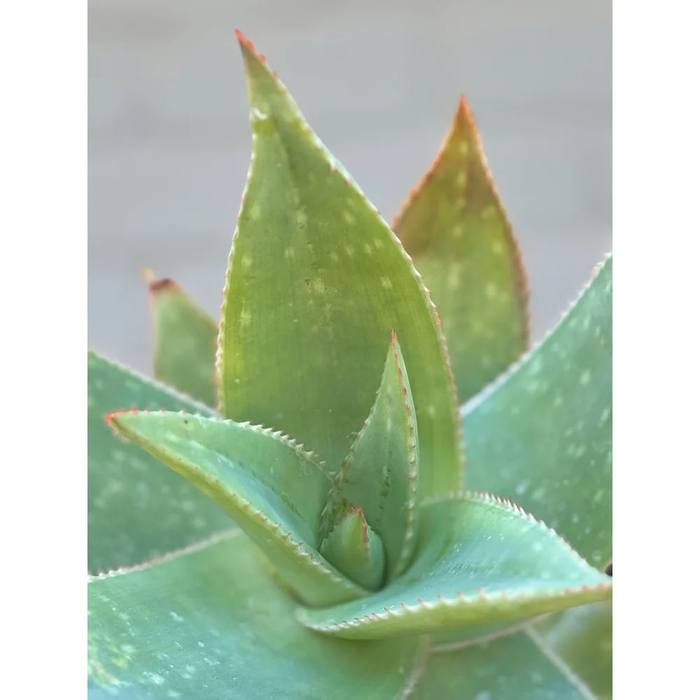 aloe soothing sun cream spf50 pa+++ COSRX main image 0