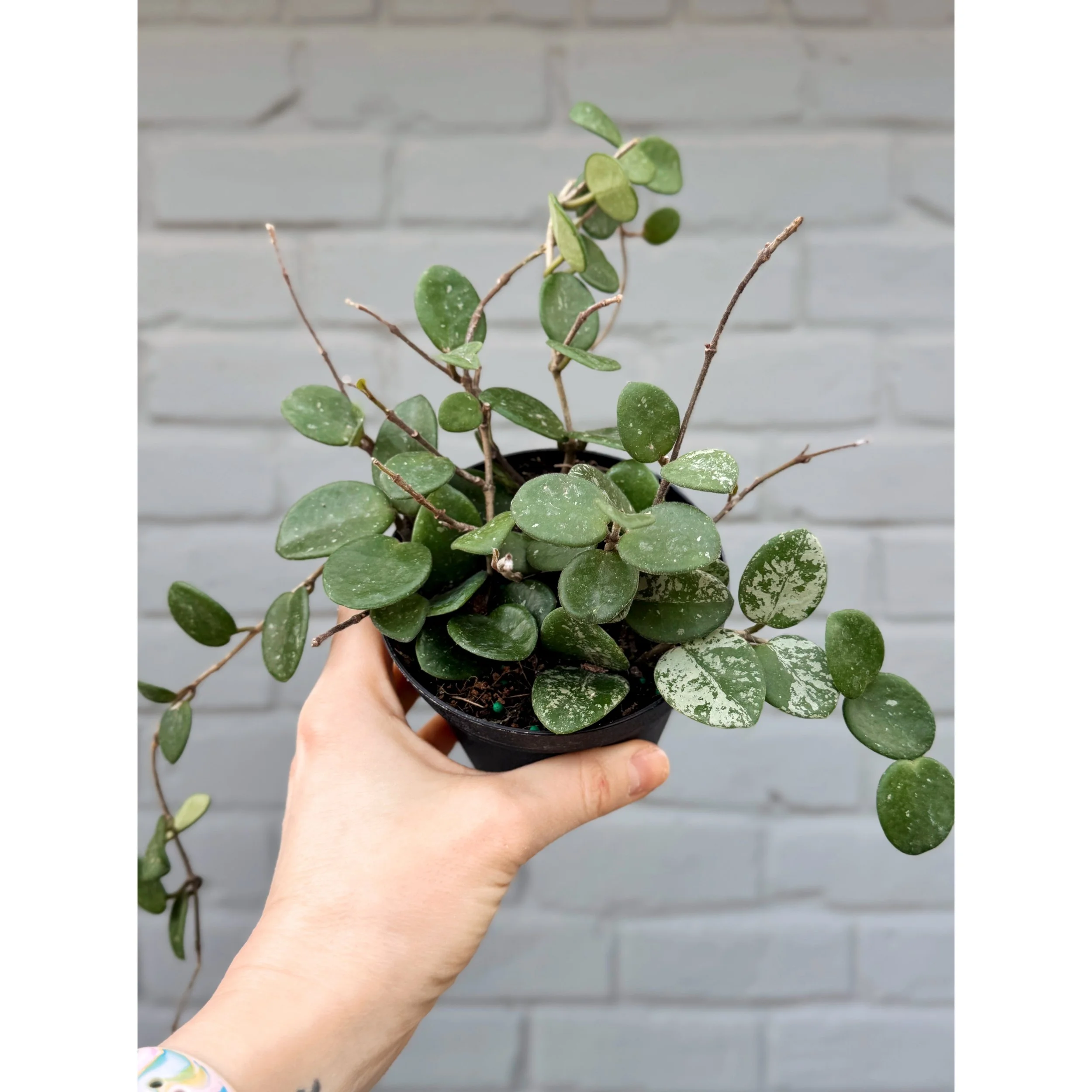 Hoya Mathilde (Carnosa x Serpens Hybrid)