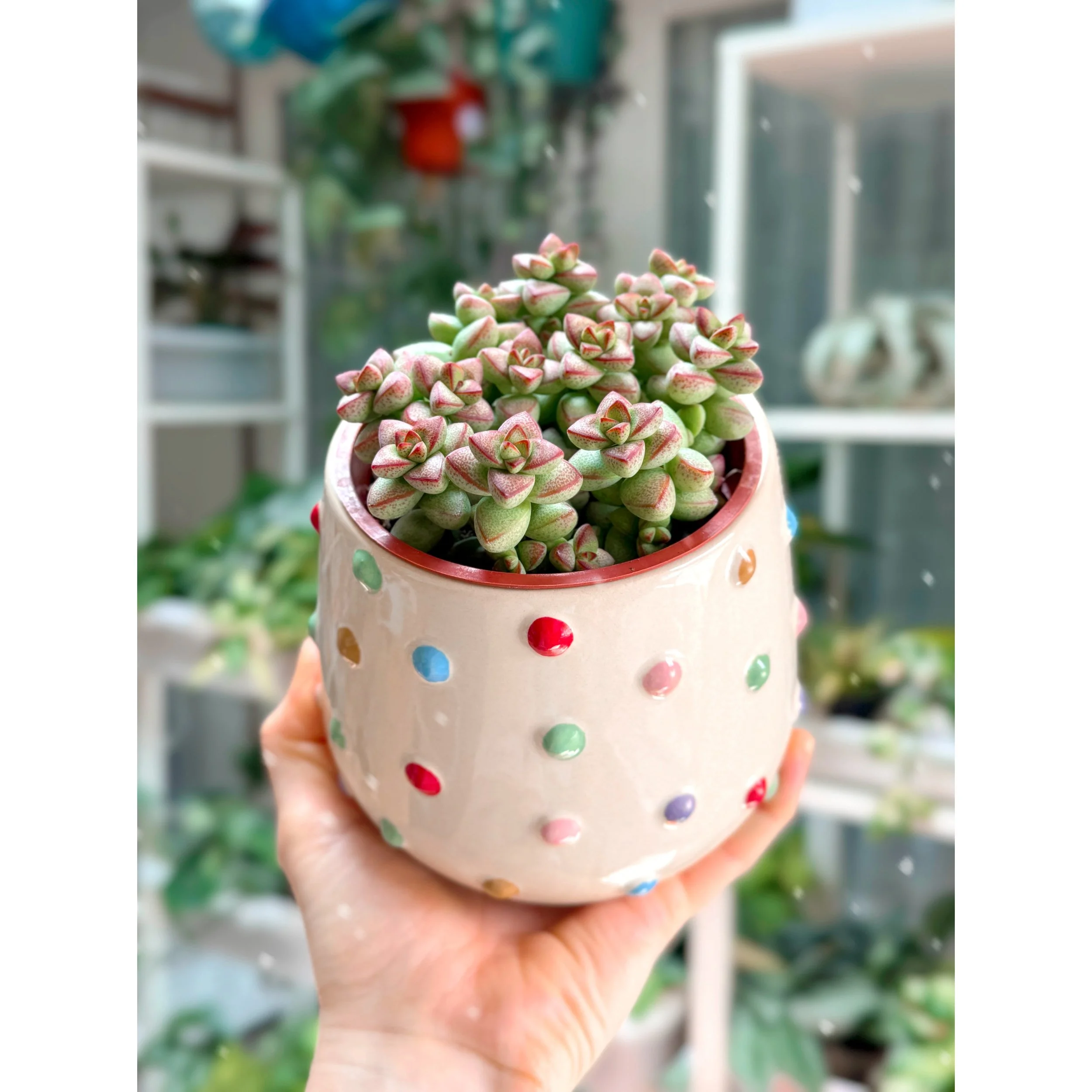 Crassula 'Brevifolia' in Rainbow Dot Pot
