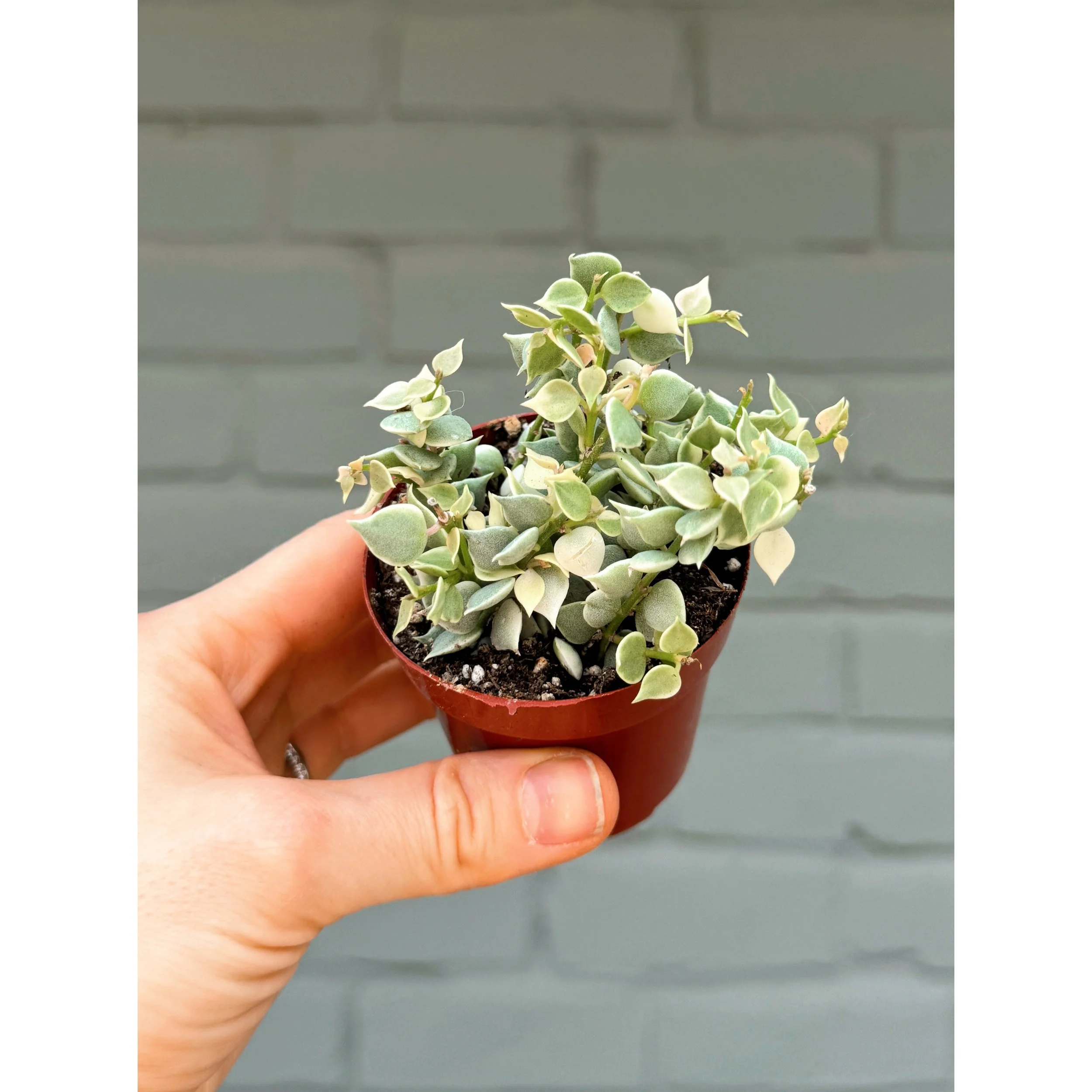 Dischidia Ruscifolia - Variegated Million Hearts