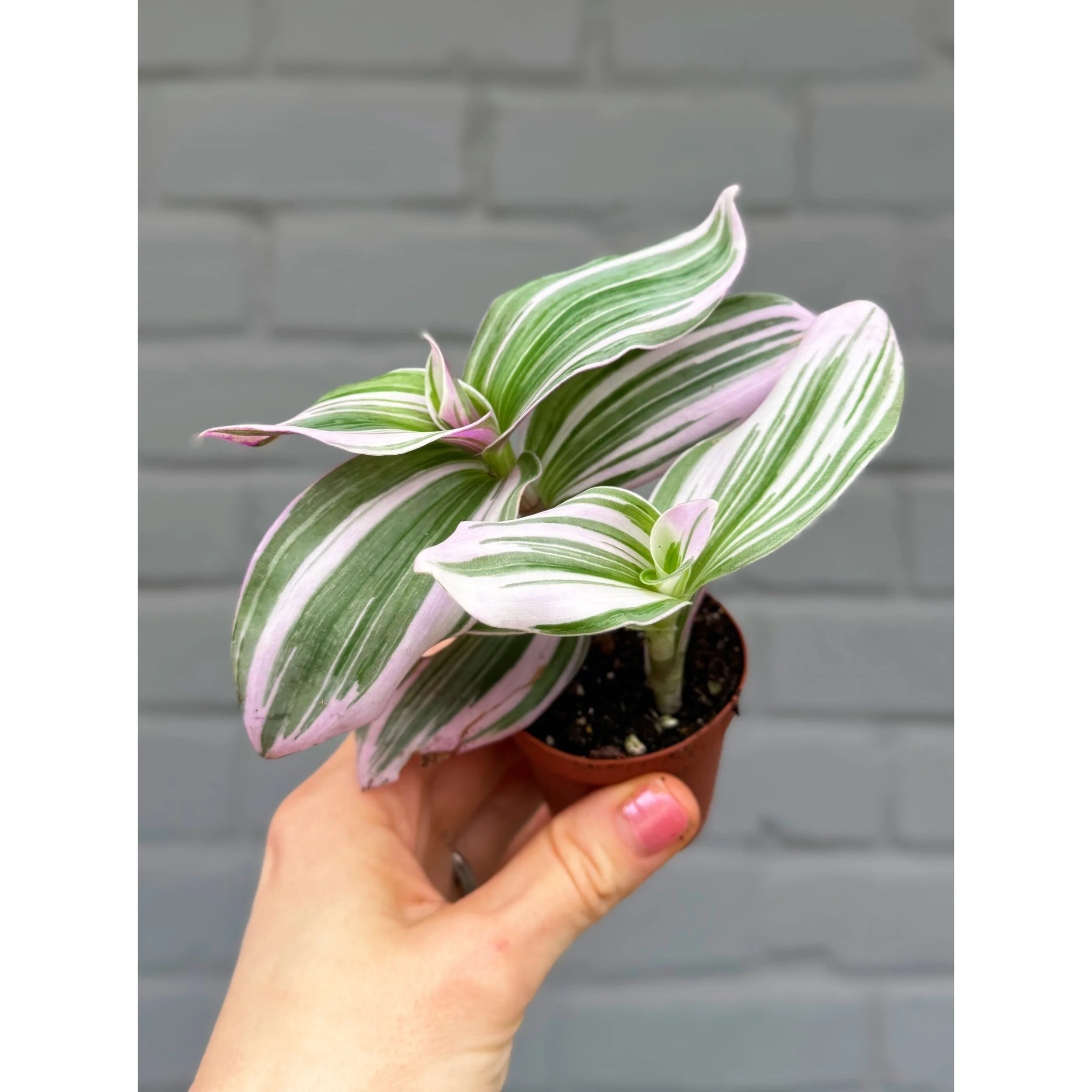 Tradescantia 'Nanouk'
