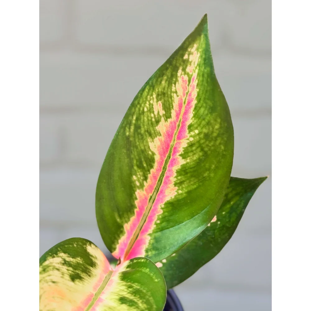 Aglaonema Hybrid 'China Red' — Stayin' Alive Succulents