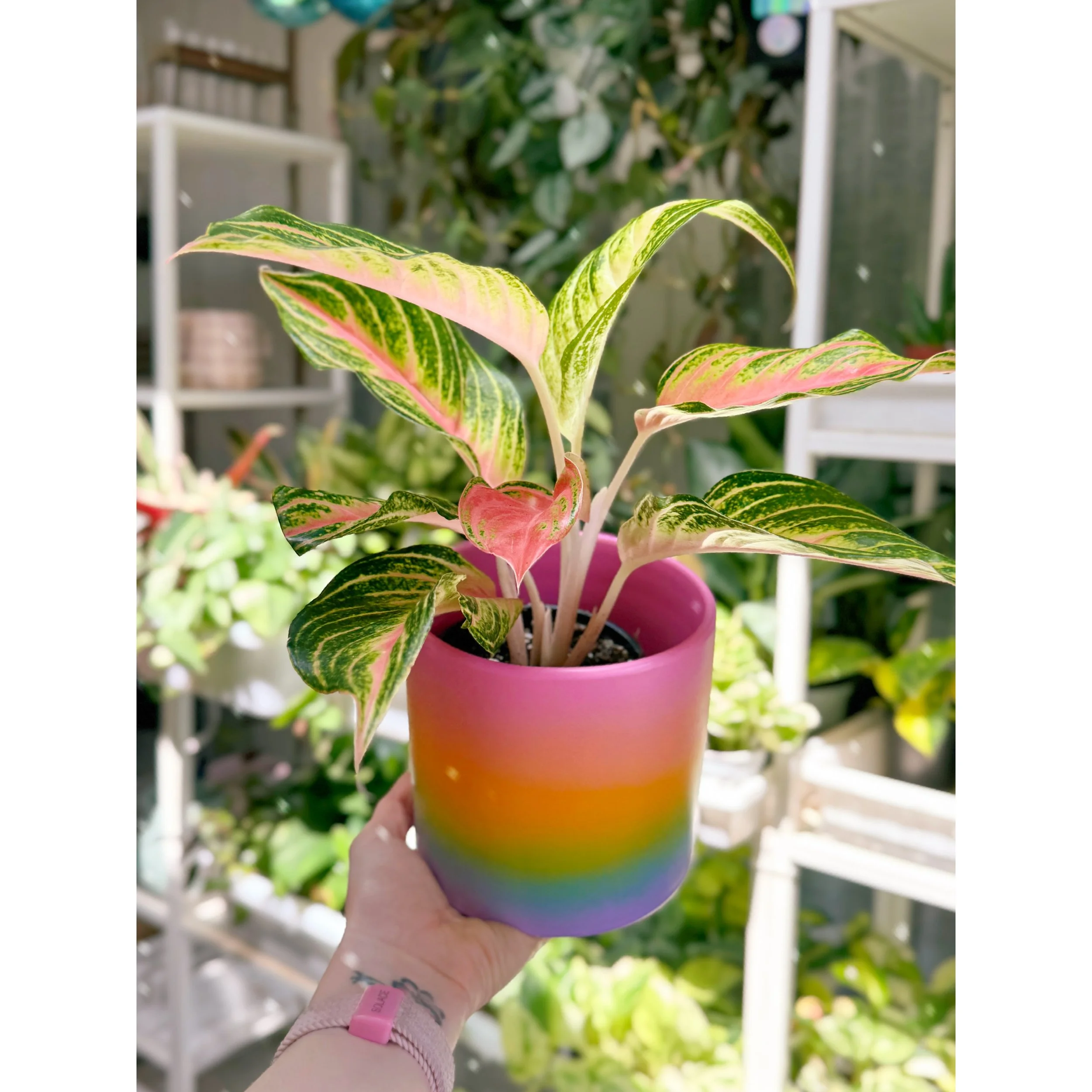 Aglaonema Hybrid 'Pink Panama' in Rainbow Ombre Pot