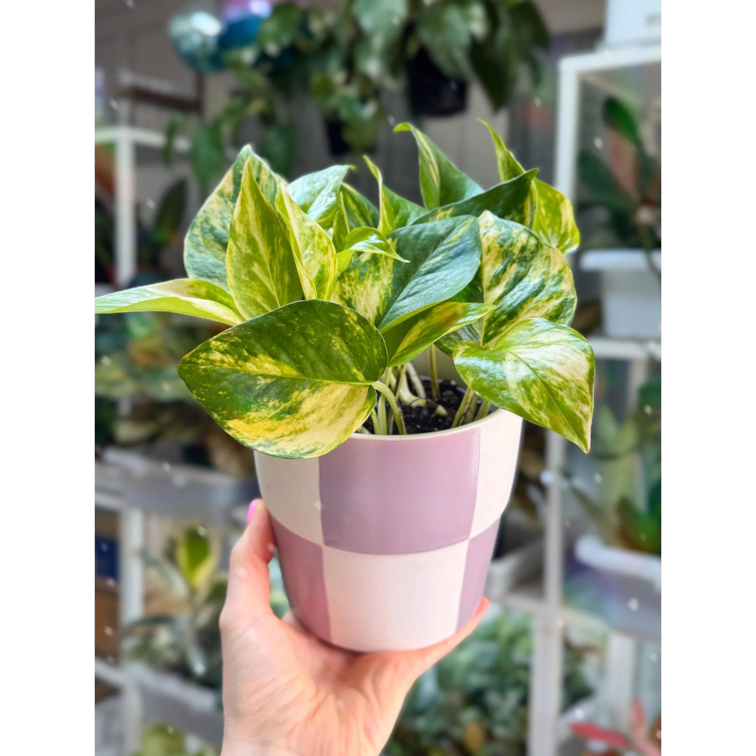 Epipremnum Aureum 'Churchill' Pothos in Lilac Check Pot
