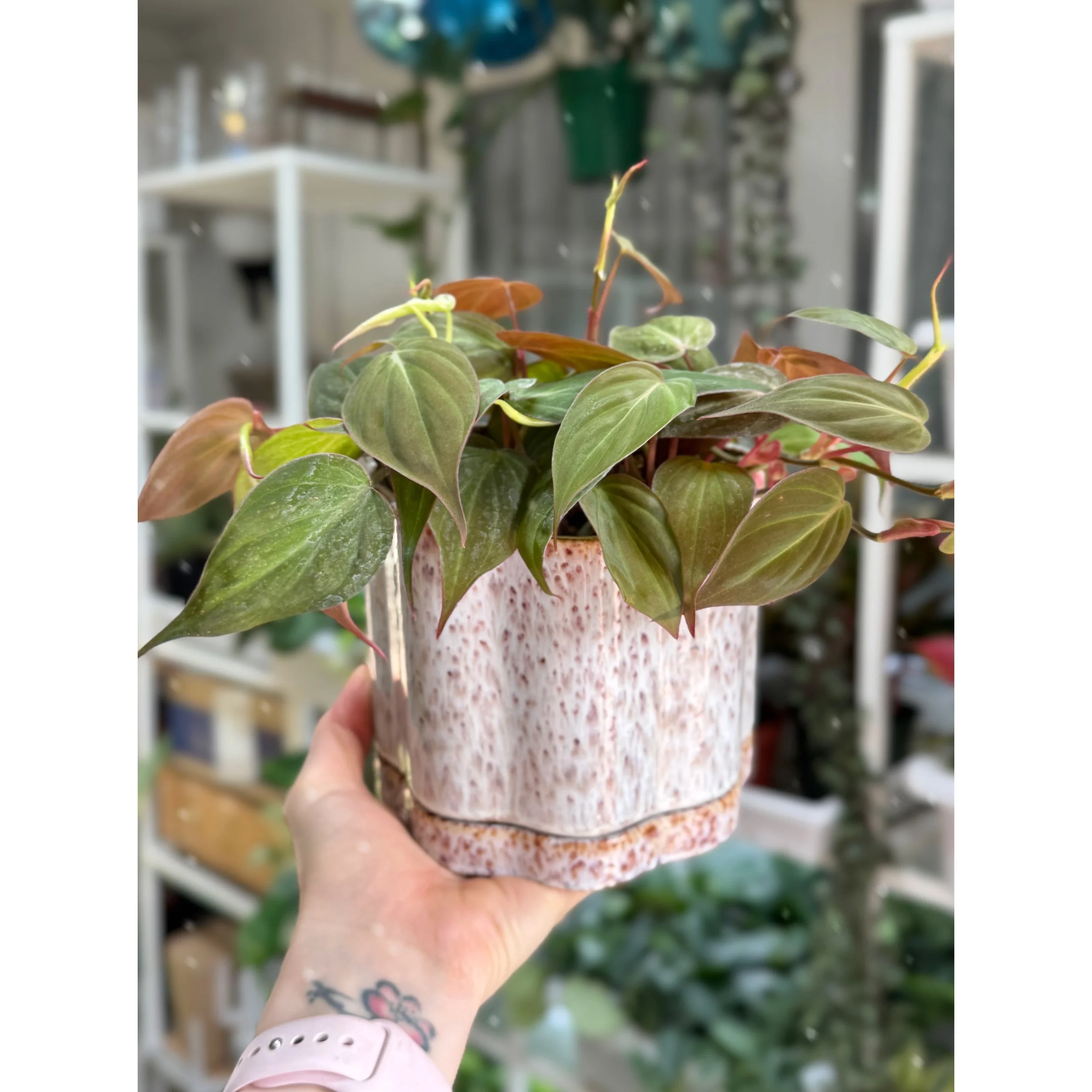 Philodendron Hederaceum 'Micans' in Avenell Pot