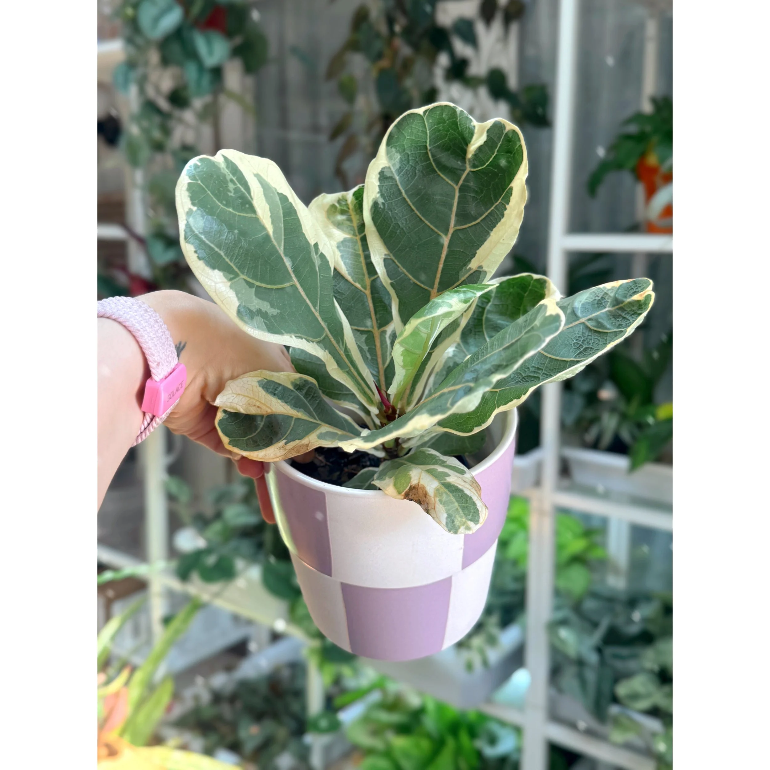 Ficus 'Lyrata' Variegated in Lilac Check Pot