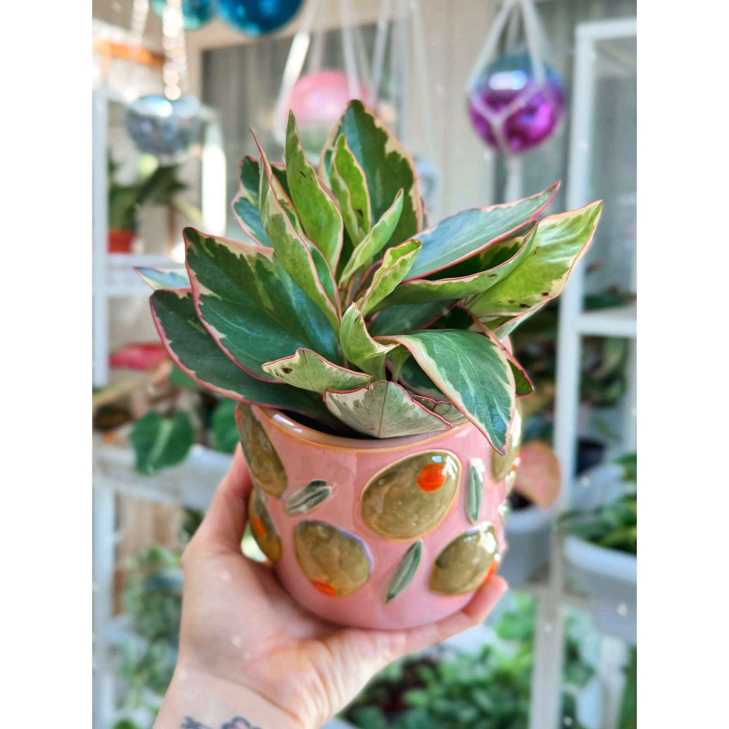 Peperomia Ginny Rainbow in Olive Cucina Pot
