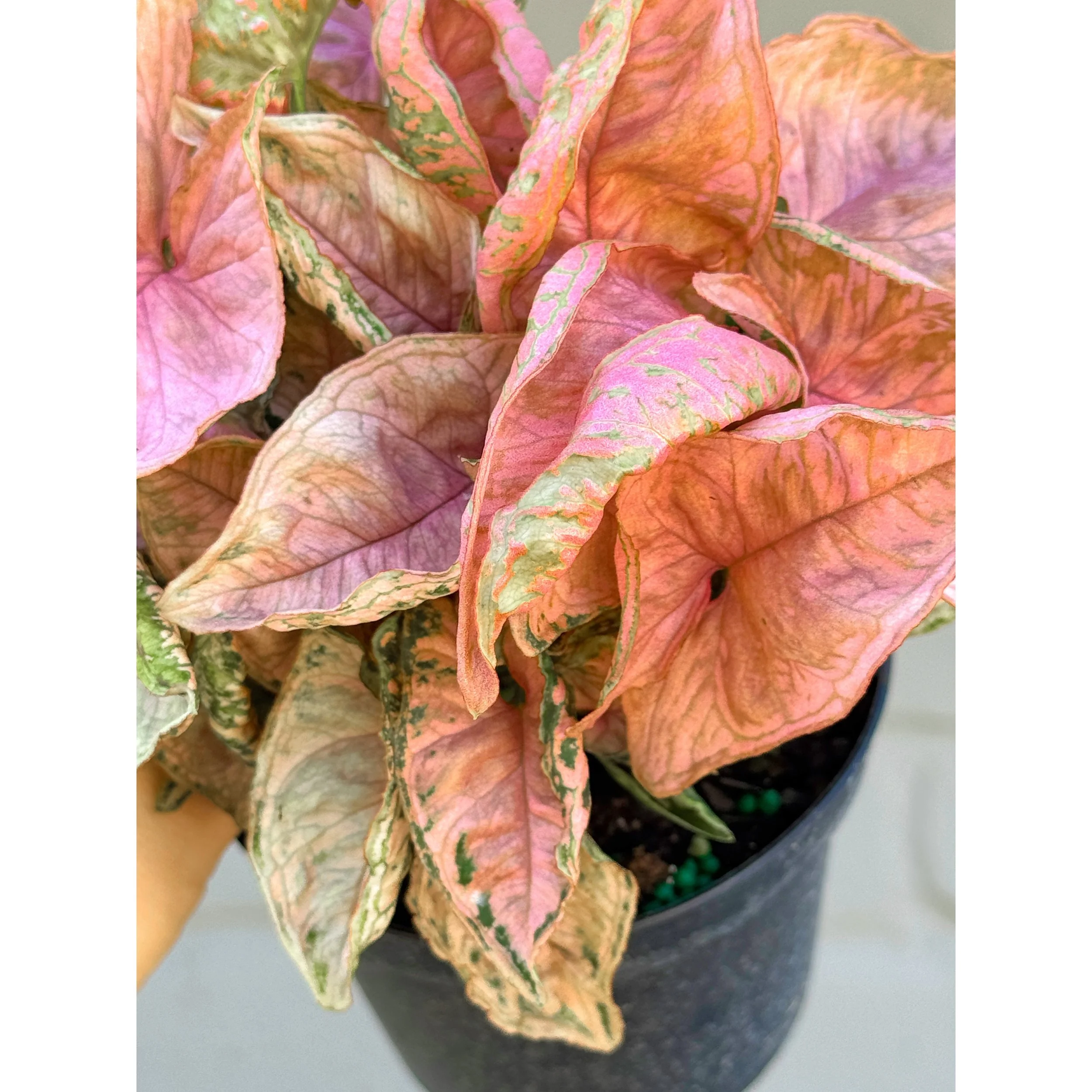 Syngonium 'Pink Rolli'