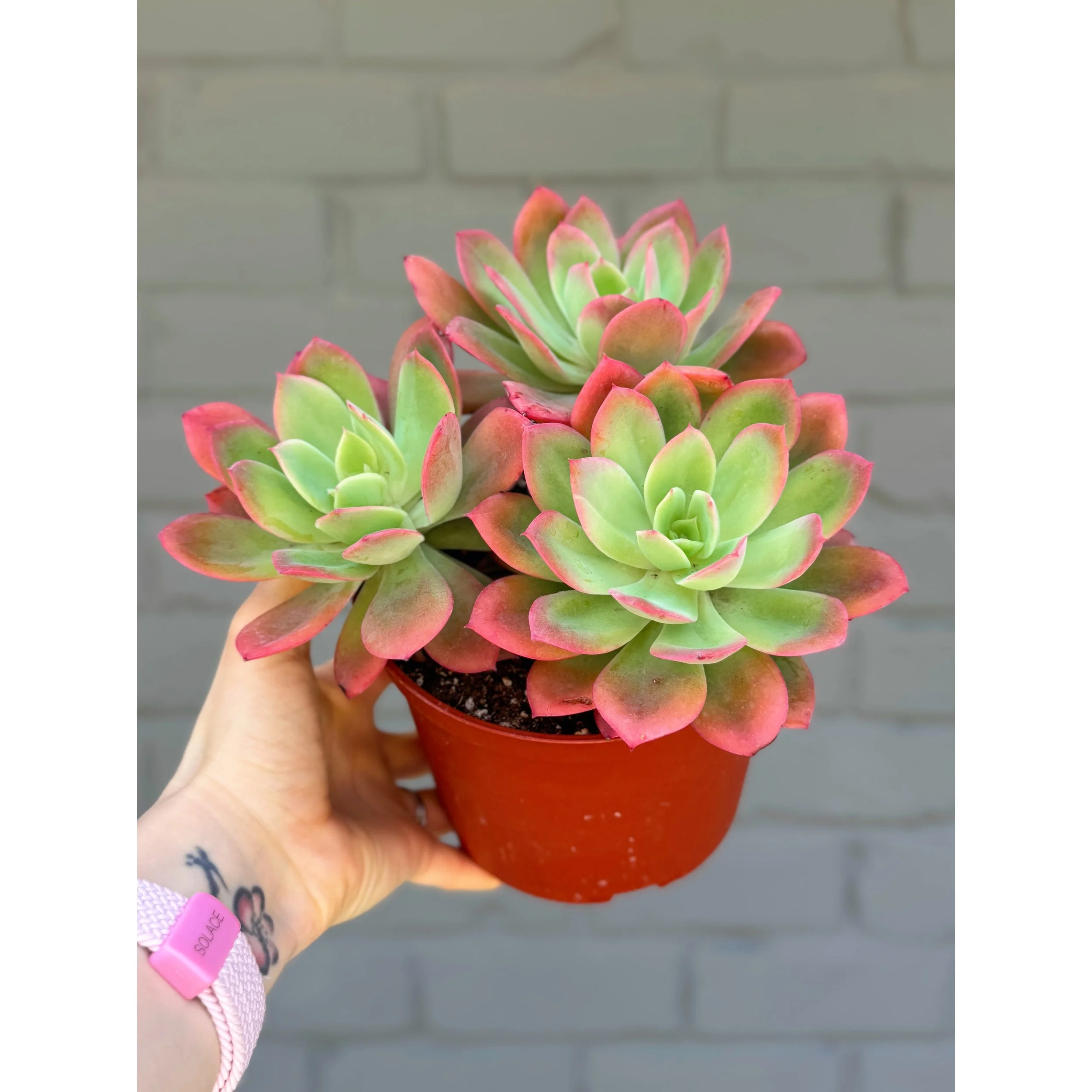 Echeveria 'Luella' Cluster (Neon Green with Hot Coral Margins)