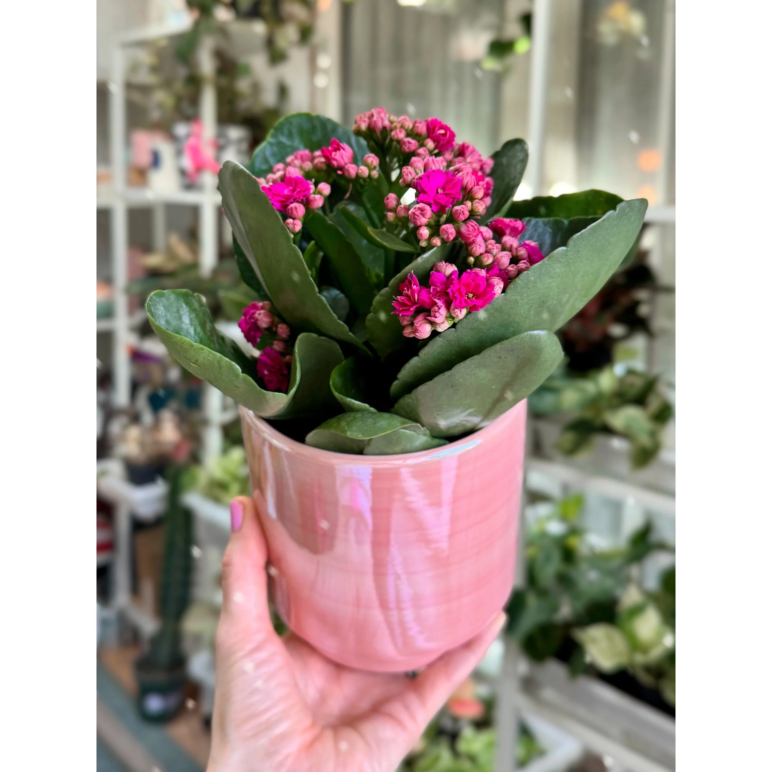 Pink Blooming Calandiva with Passion Pink Pot 5"