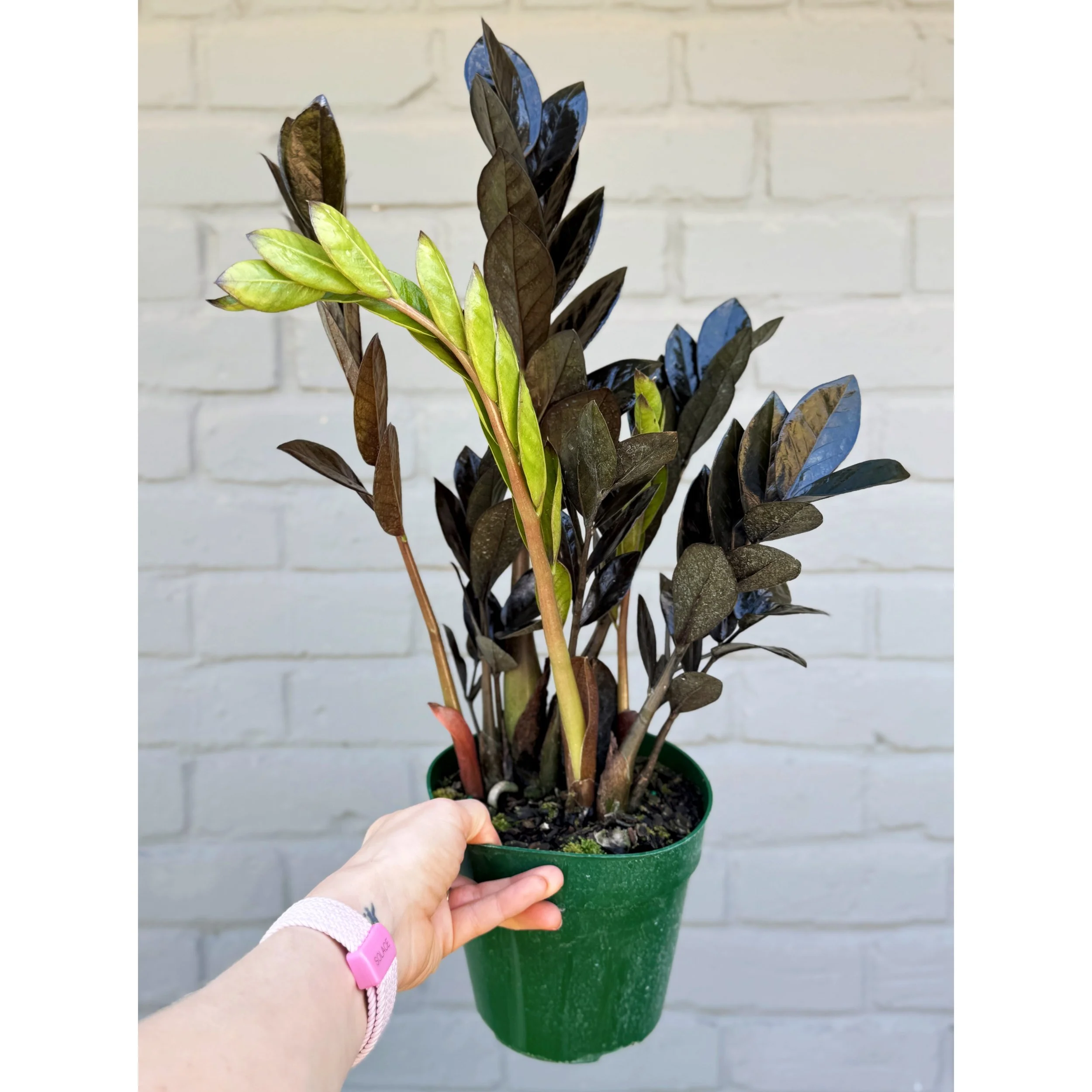 Raven ZZ Plant 'Black Queen'