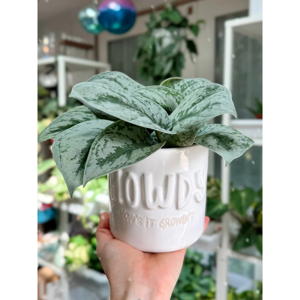 Scindapsus Pictus Exotica Satin Pothos — Stayin' Alive Succulents