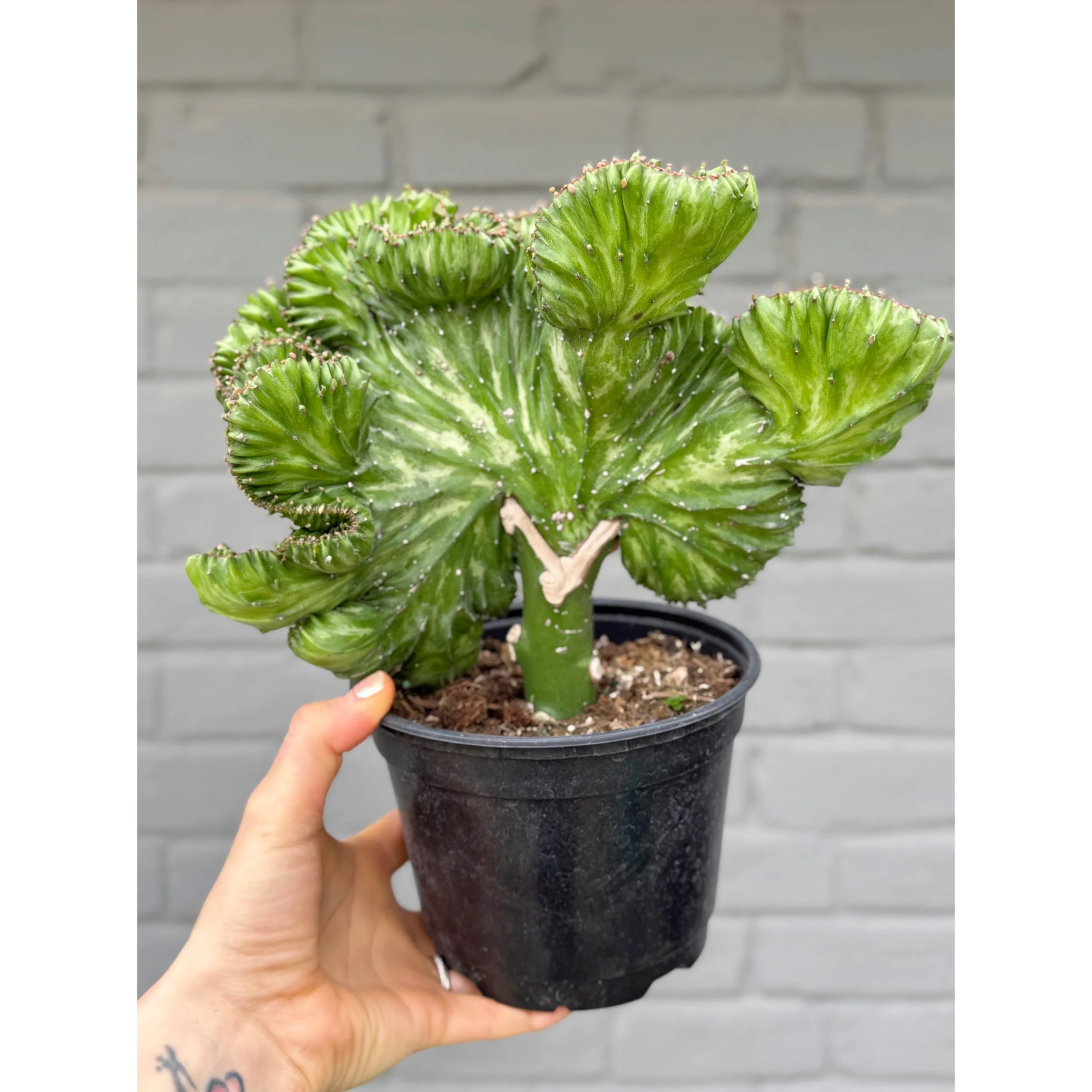 Grafted Coral Cactus 'Mermaid Tail' - Light Green Variegated