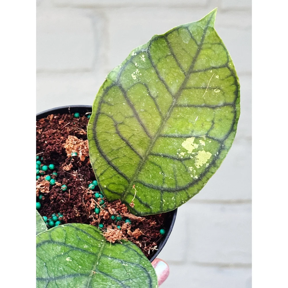 Hoya Callistophylla 'Vena' 4